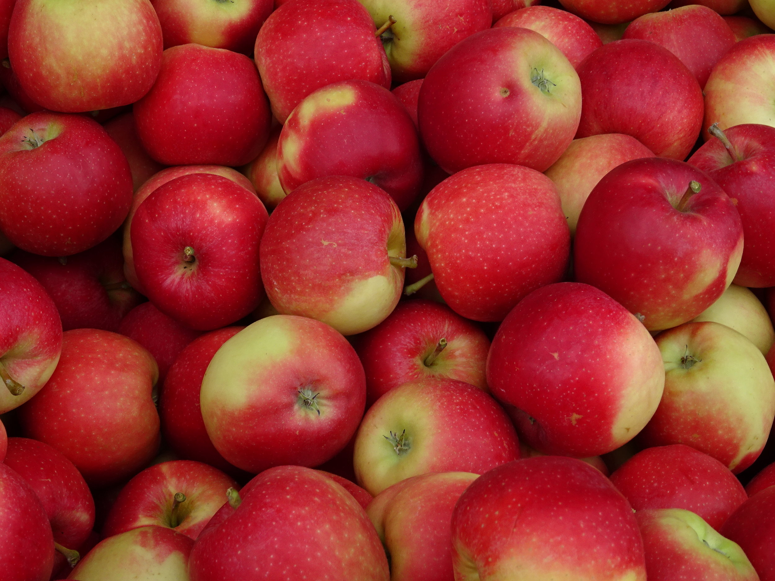 apples - public domain.jpg