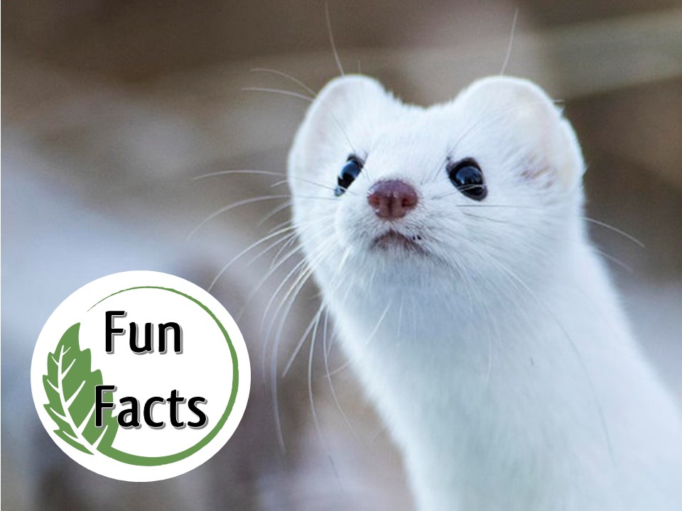 Fun Facts: Alberta's Adorable Animals — Edmonton & Area Land Trust