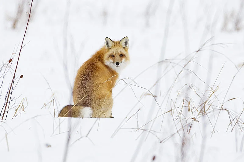 Photo by Gerald Romanchuk