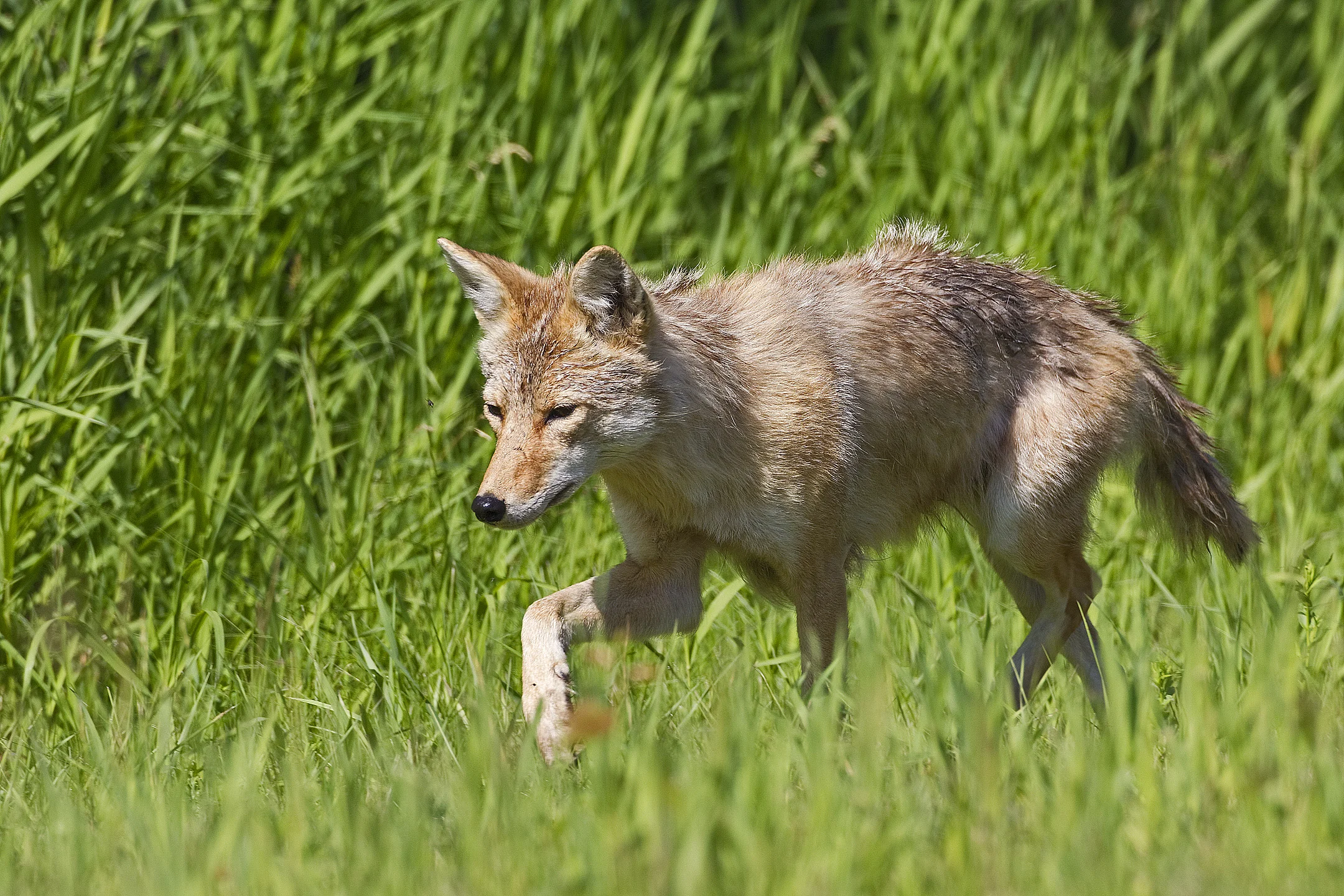 You can identify a coyote by their narrow pointed face, bushy tail, large ears compared to body size, and relatively smaller than a wolf.