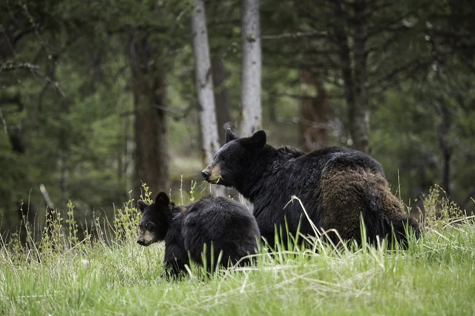 Black Bears comes in many colors, including brown, blonde and cinnamon variations.
