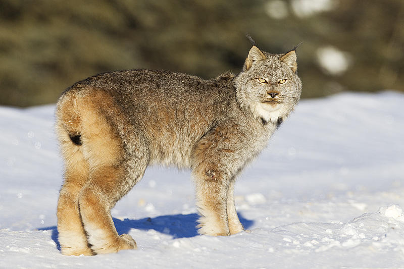 Fun Cougar, or Bobcat? — Area Land Trust
