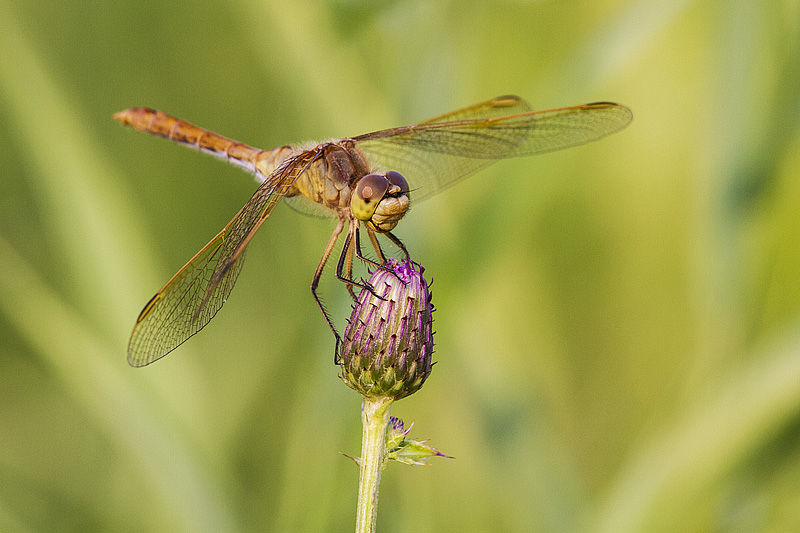 Fun Facts: Dragonflies vs. Damselflies — Edmonton & Area Land Trust