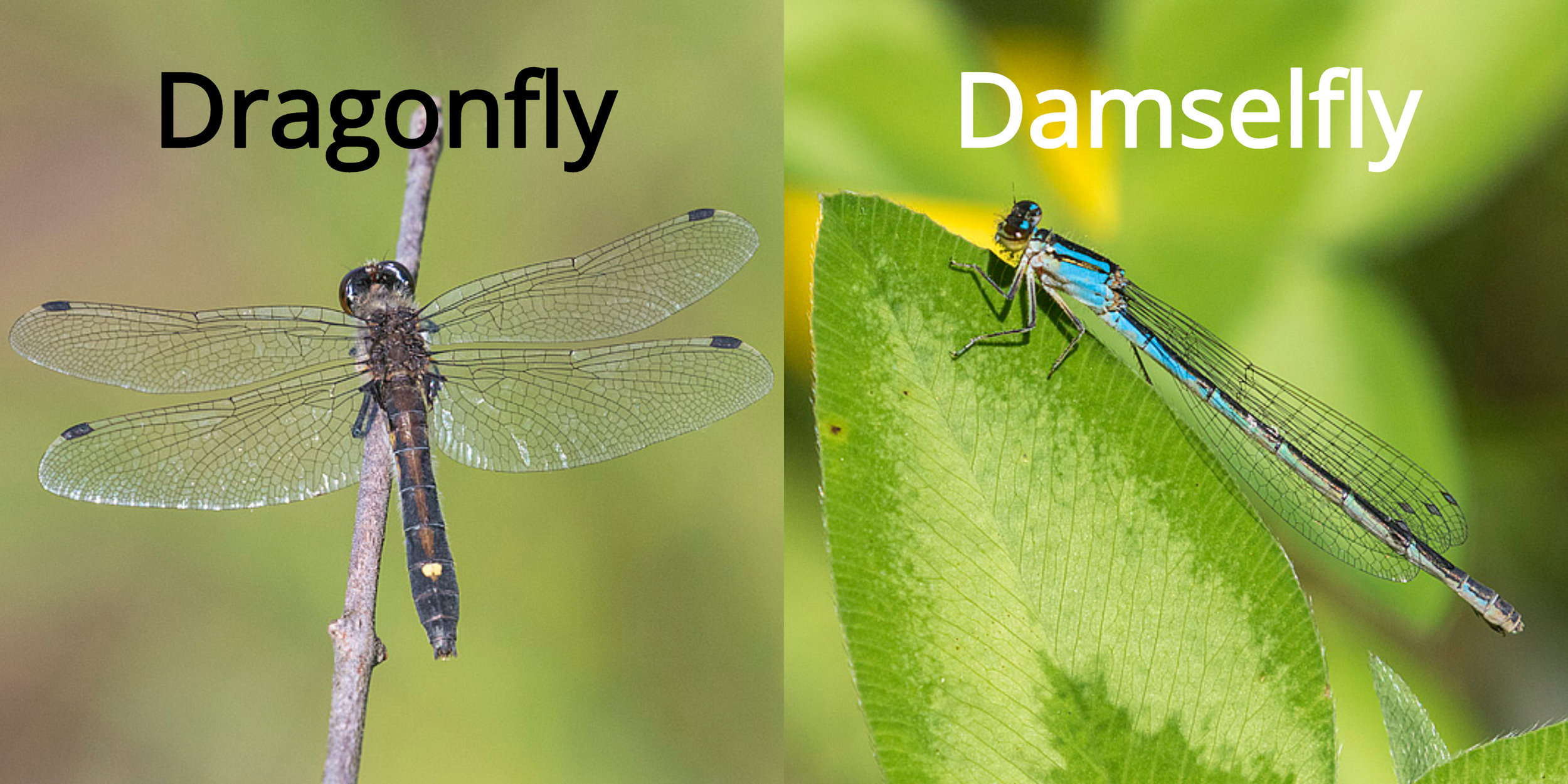 Fun Facts Dragonflies Vs Damselflies — Edmonton And Area Land Trust