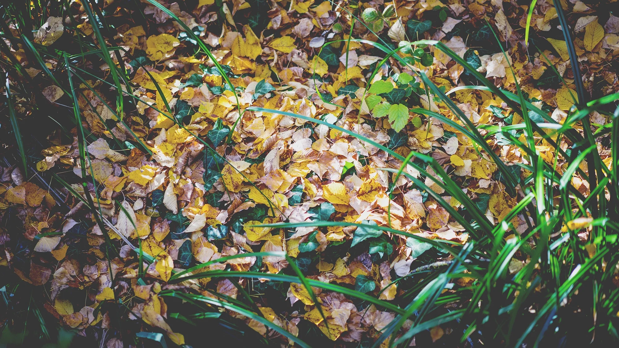 irene-davila-unsplash.jpg