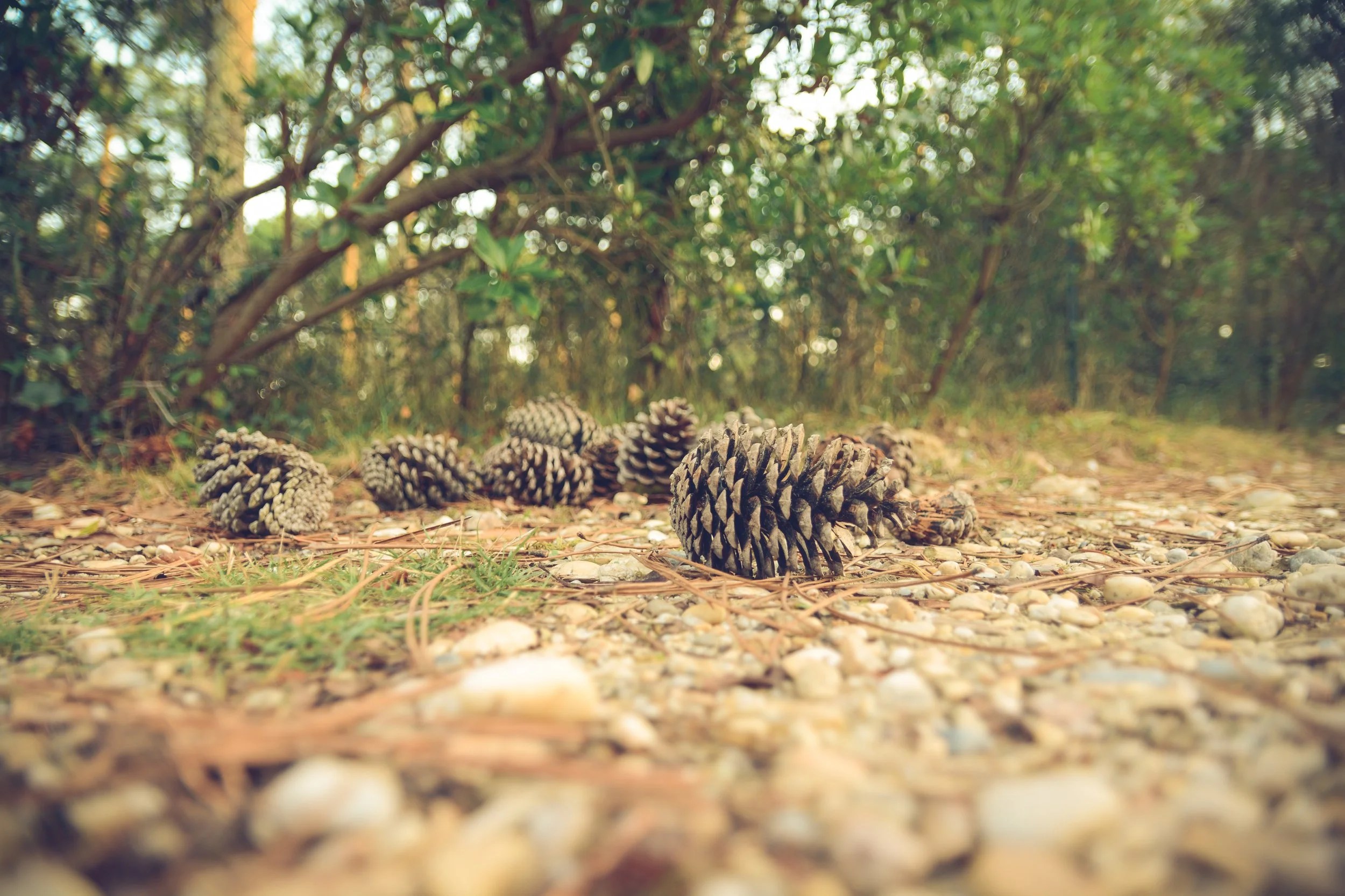 chris-lawton-pinecone floor-unsplash.jpg