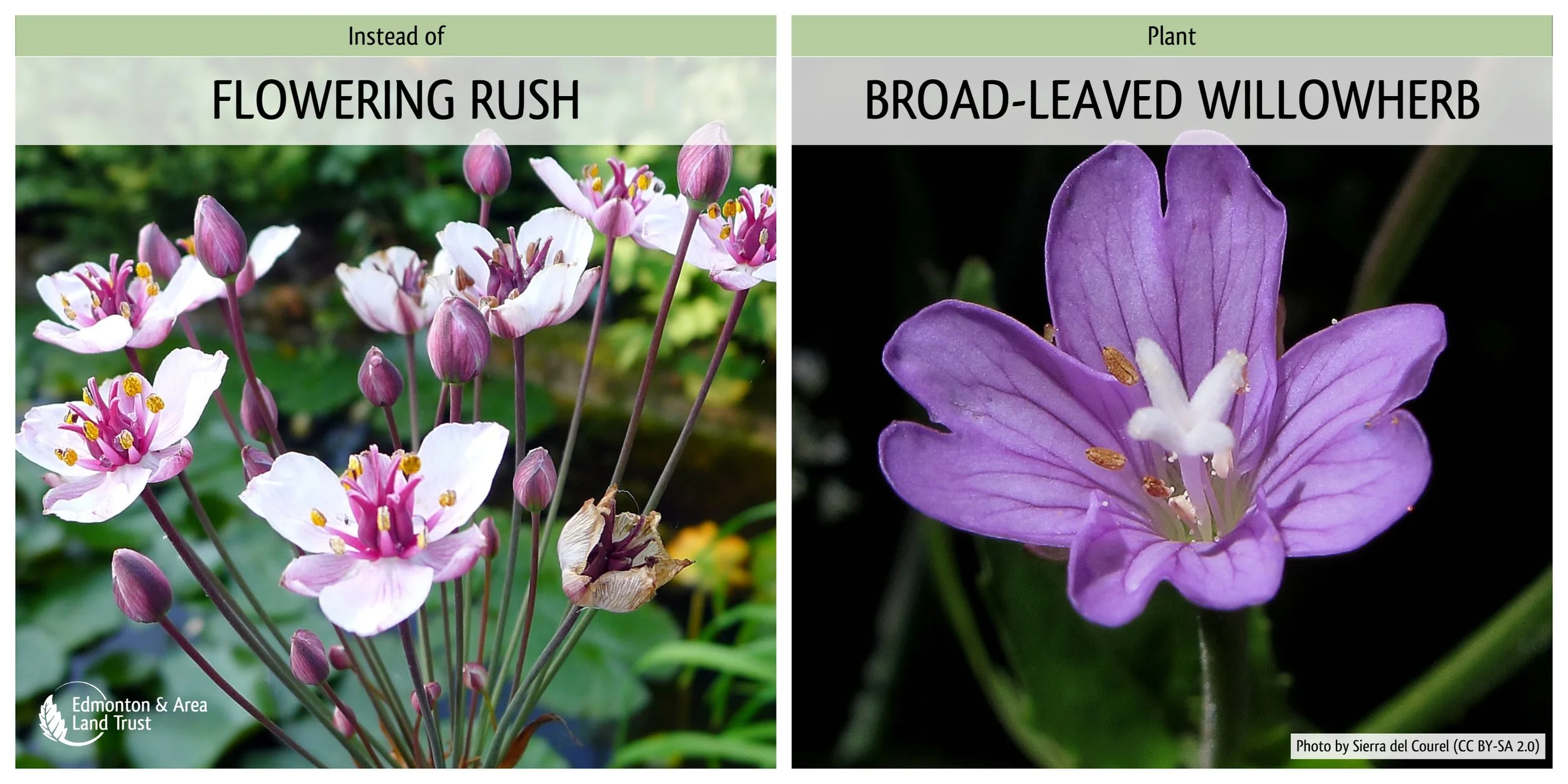 FloweringRushWillowherb.jpg