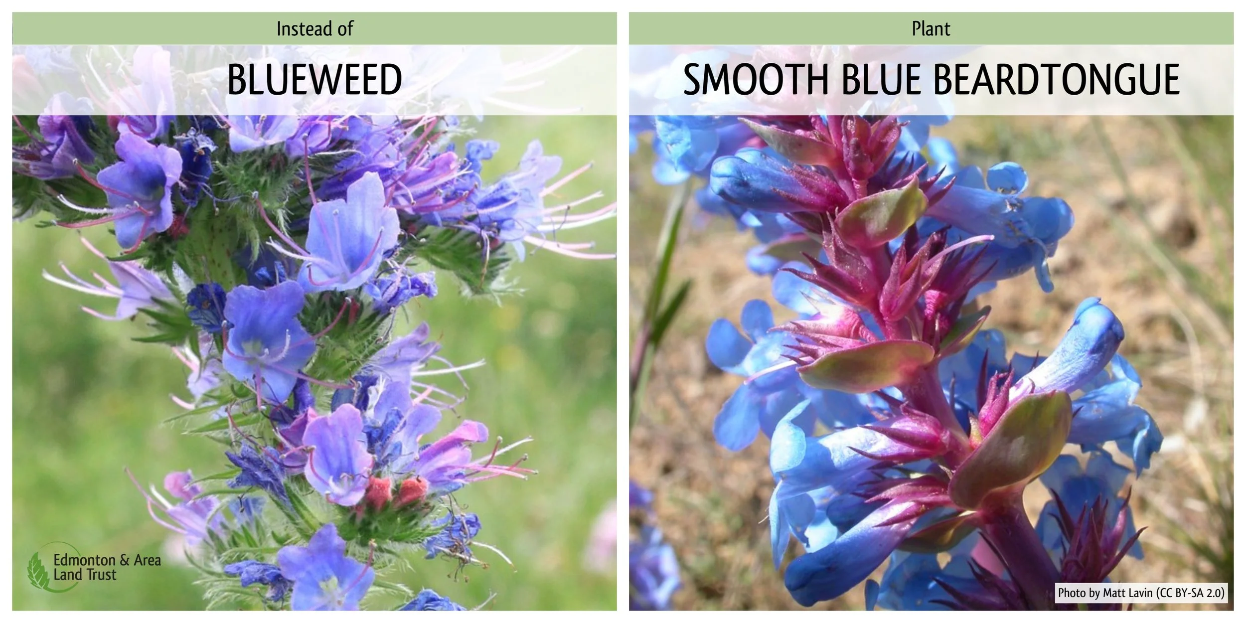 BlueweedBeardtongue.jpg