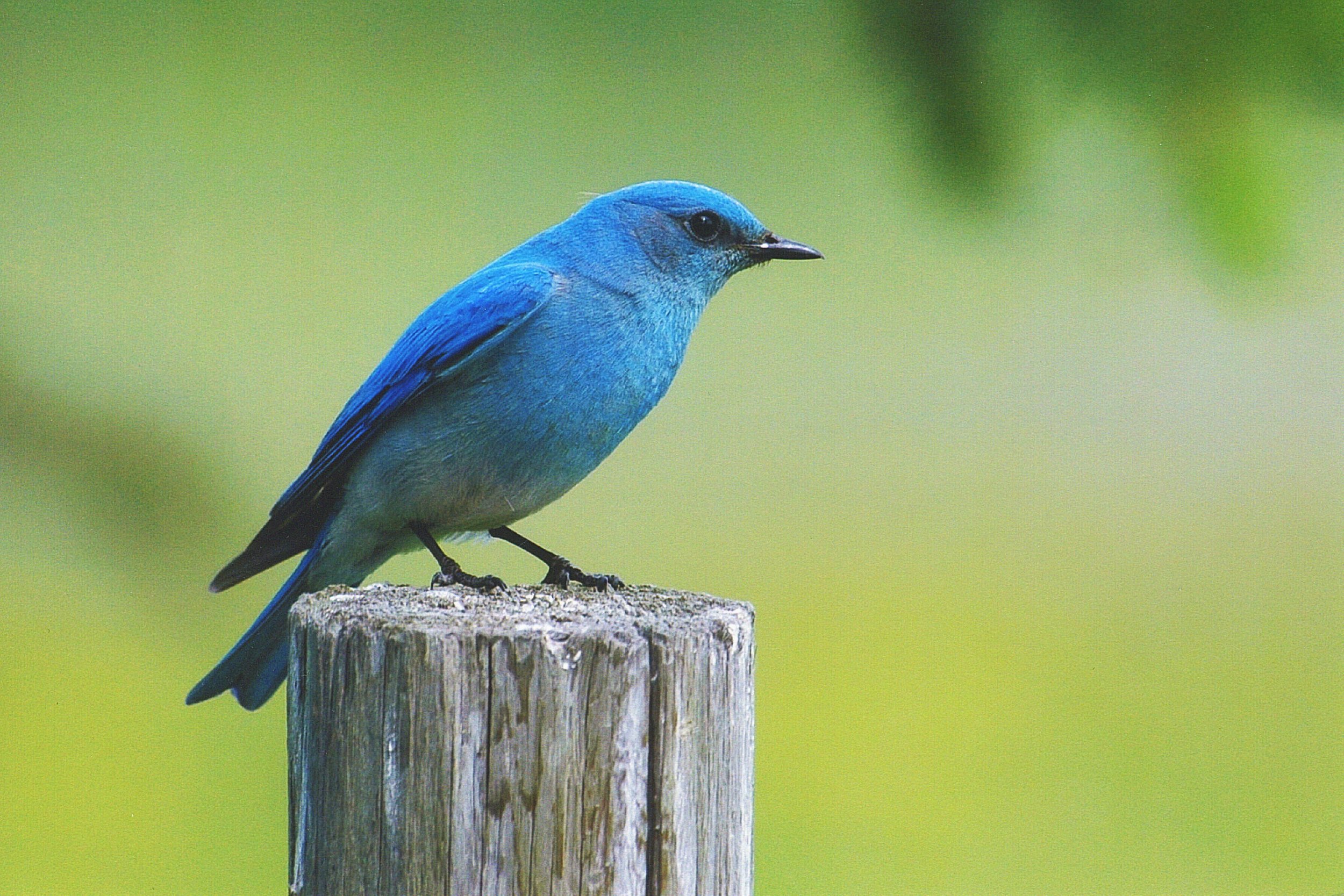 Mountain Bluebird by Betty Fisher