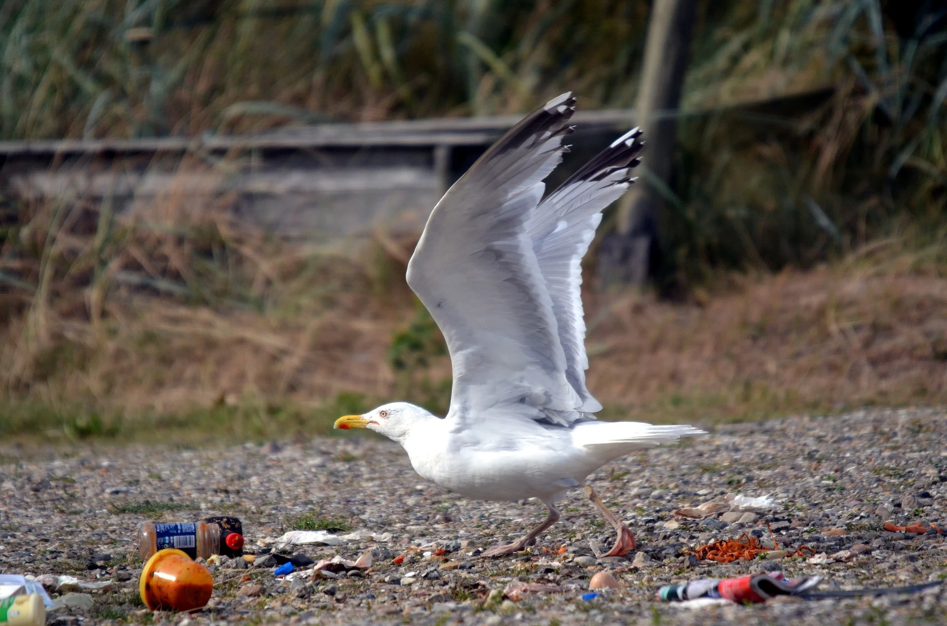 Fun Facts The Many Meanings of Litter — Edmonton & Area Land Trust