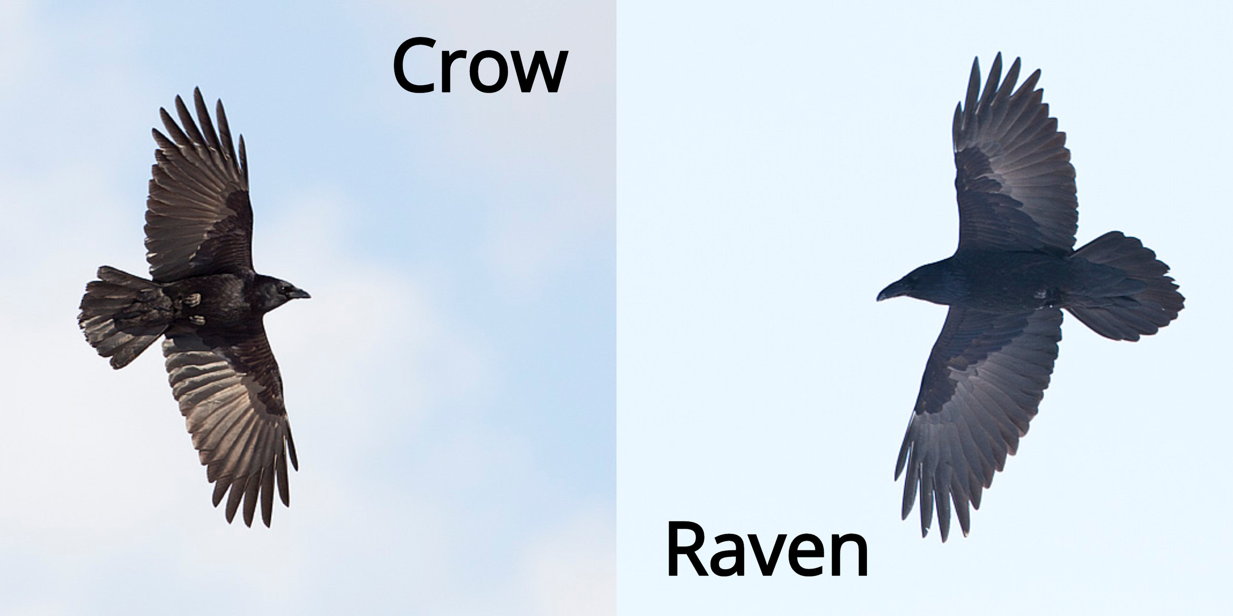 The Benefits of a Raven's Black Feathers