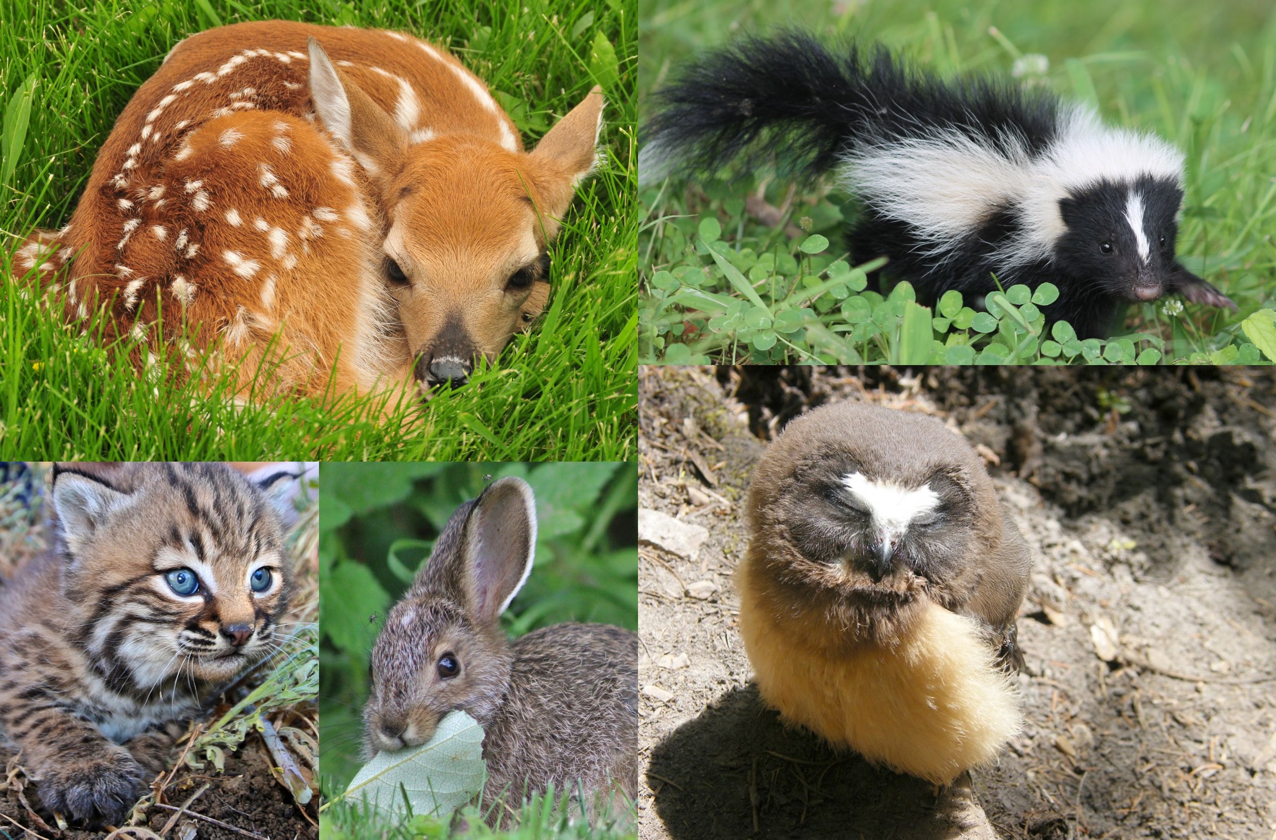 Fun Facts: Baby Animals — Edmonton & Area Land Trust