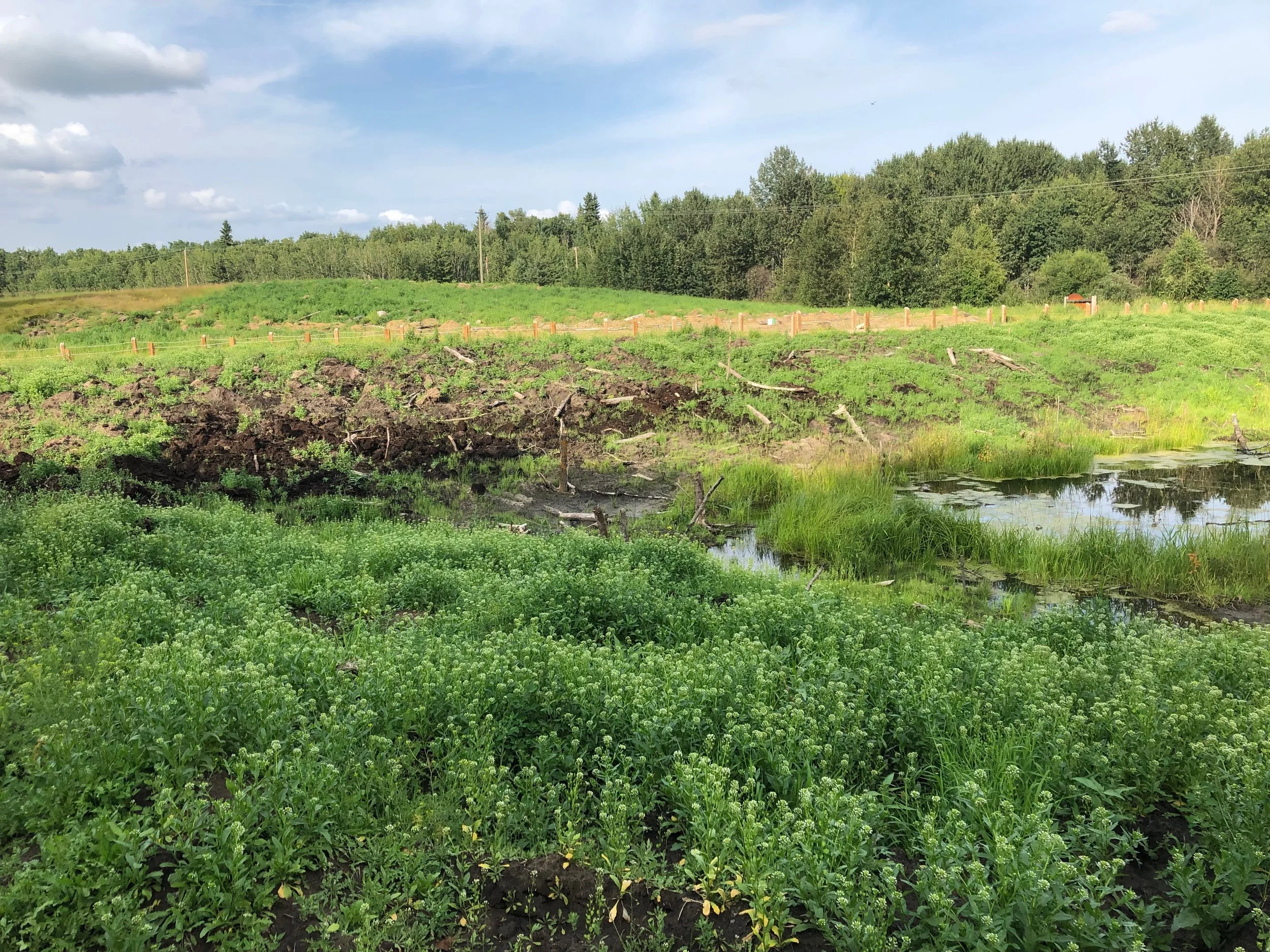 The dugout was reclaimed to become a more natural wetland, complete with riparian vegetation like sedges and willows