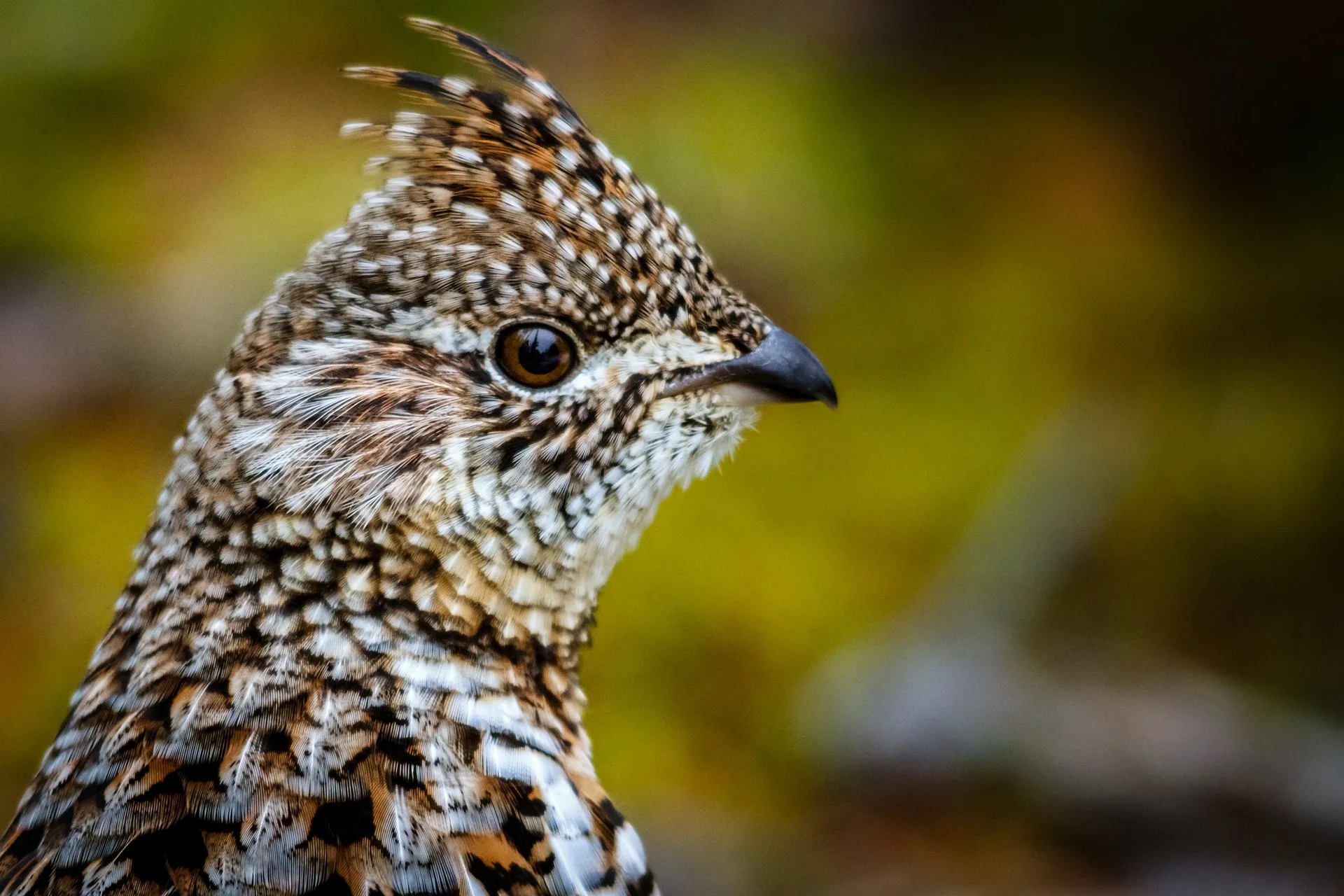 Pipestone Creek Grouse Walk