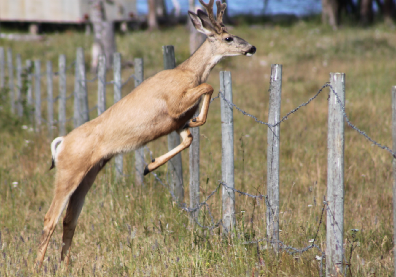 Deer jumping over fence by Greg Johnson.