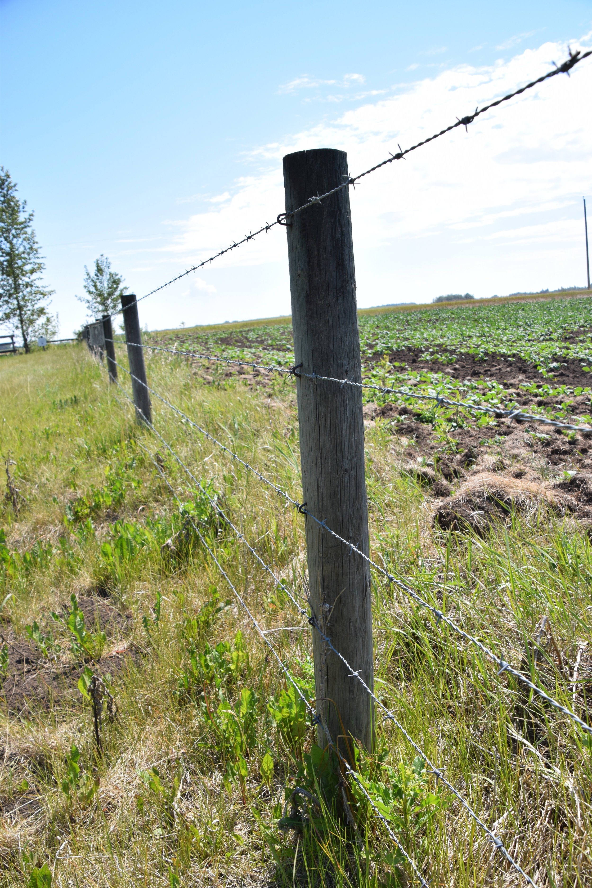 This five-strand barbed wire fence poses a hazard to wildlife.