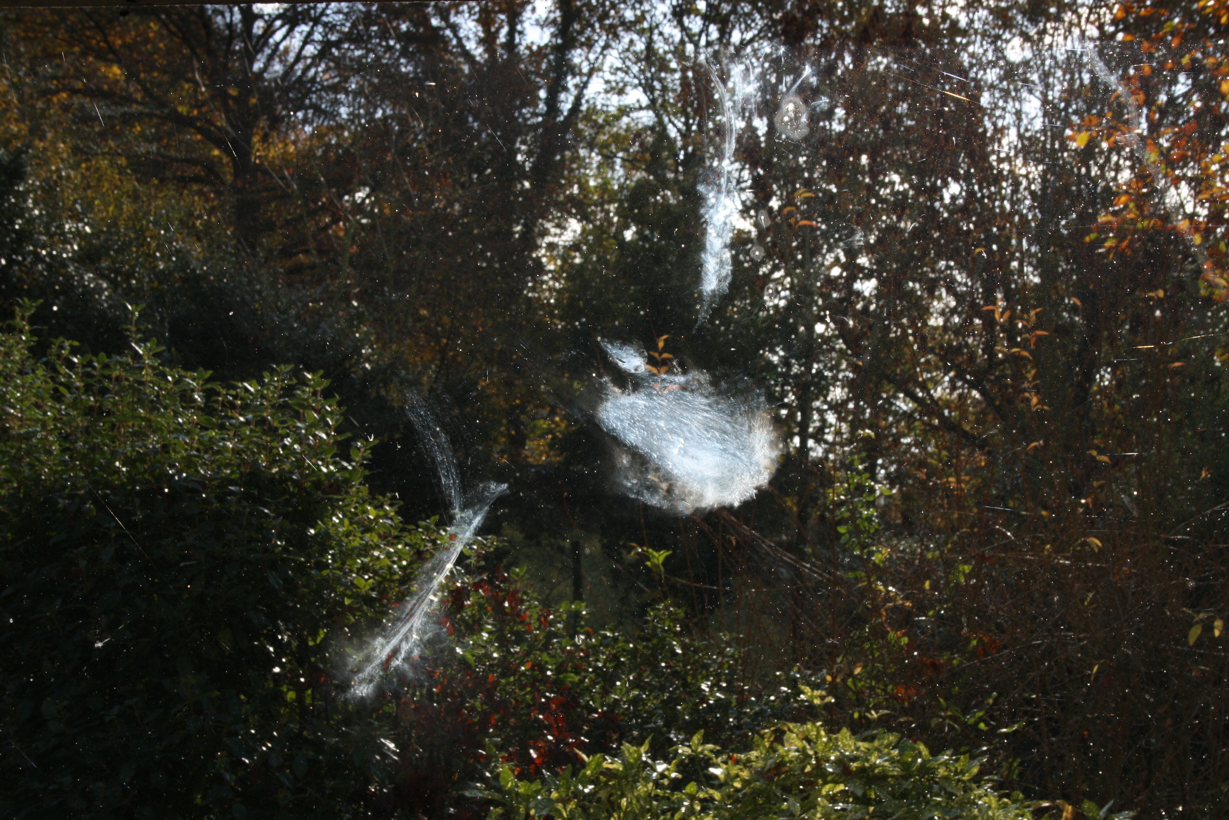 Smudge left on a window after a bird collision by Lionel Allorge.