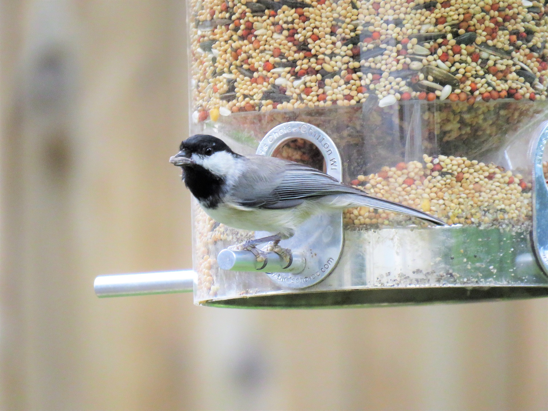 Bird feeder placement can influence safety of backyard birds.