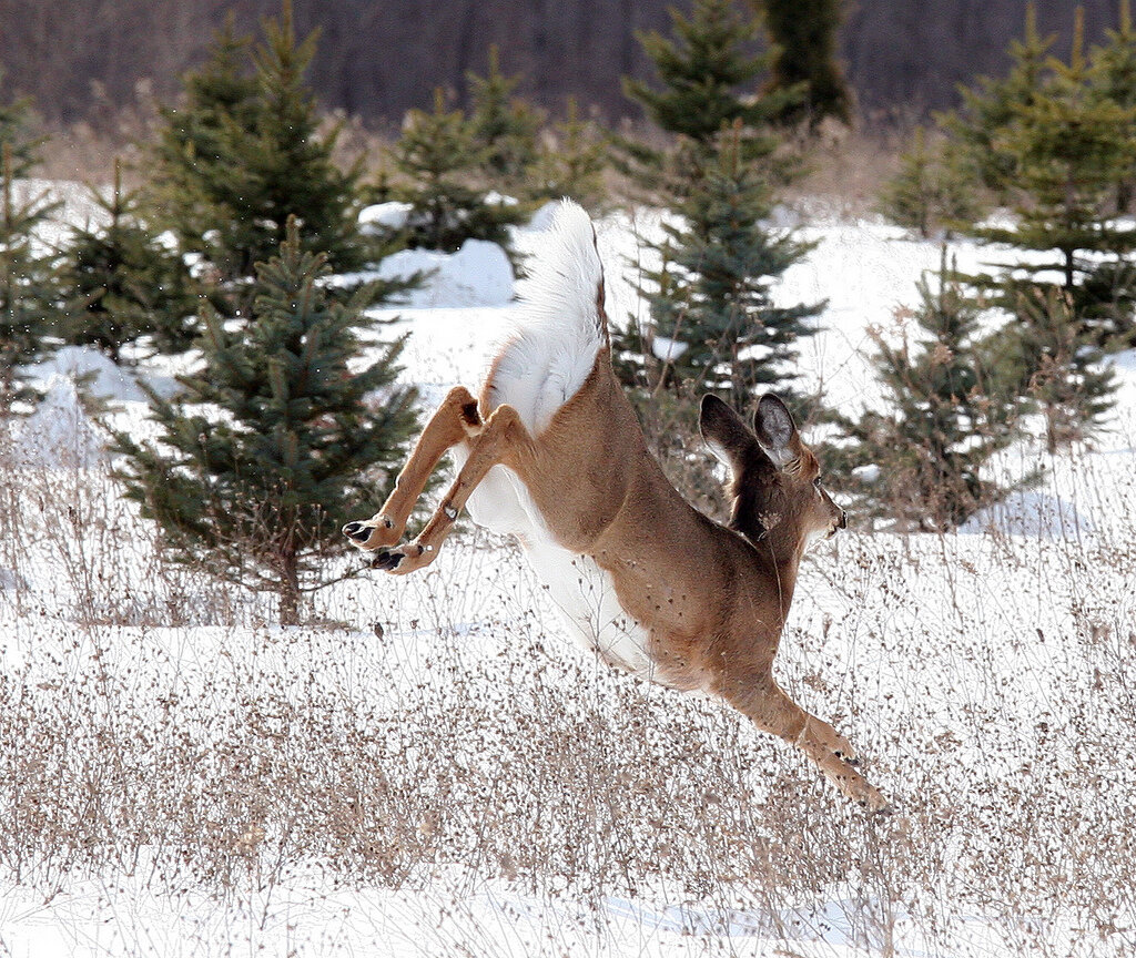 White-tailed Deer by Dawn Huczek