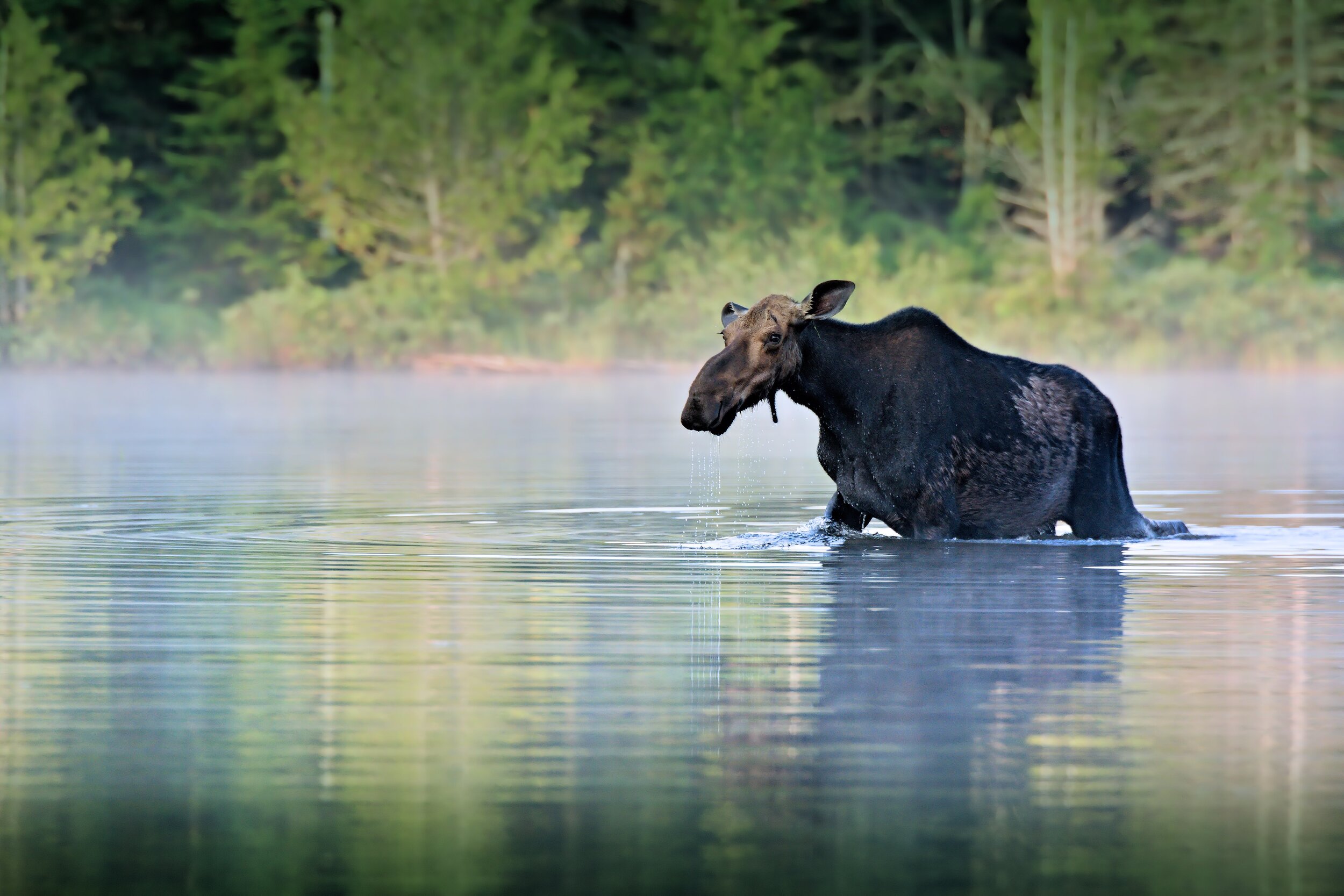 Moose by Kevin Crosby