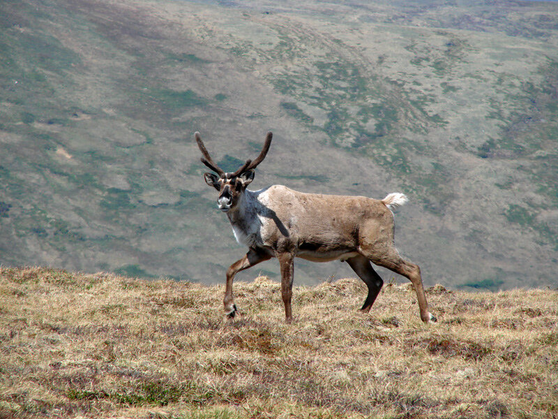 Caribou by Alfred Cook