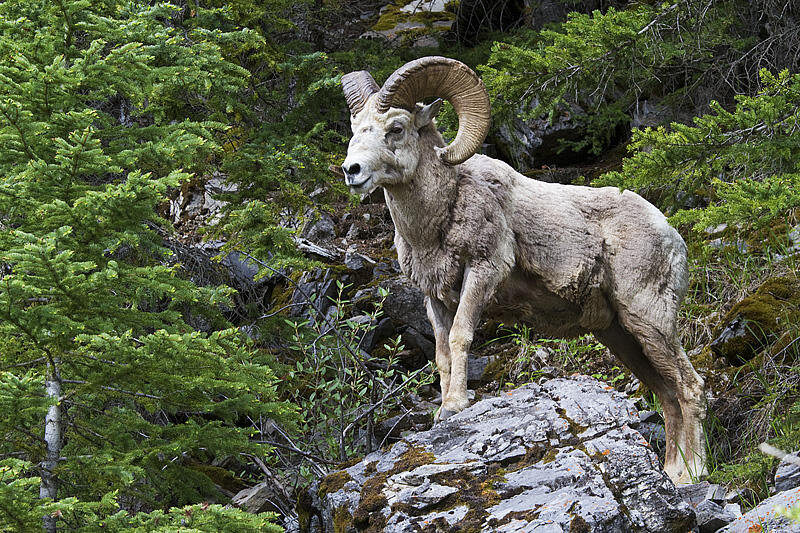 Bighorn Sheep by Gerald Romanchuk