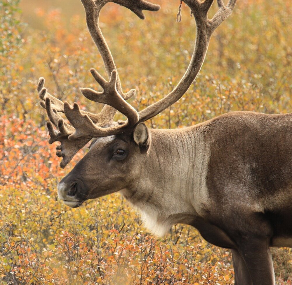 Fun Facts: Reindeer vs. Caribou — Edmonton & Area Land Trust Fun Facts: Reindeer vs. Caribou — Edmonton & Area Land Trust