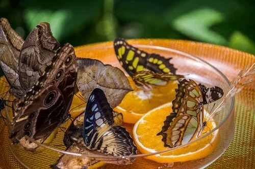 Make a Butterfly Feeder