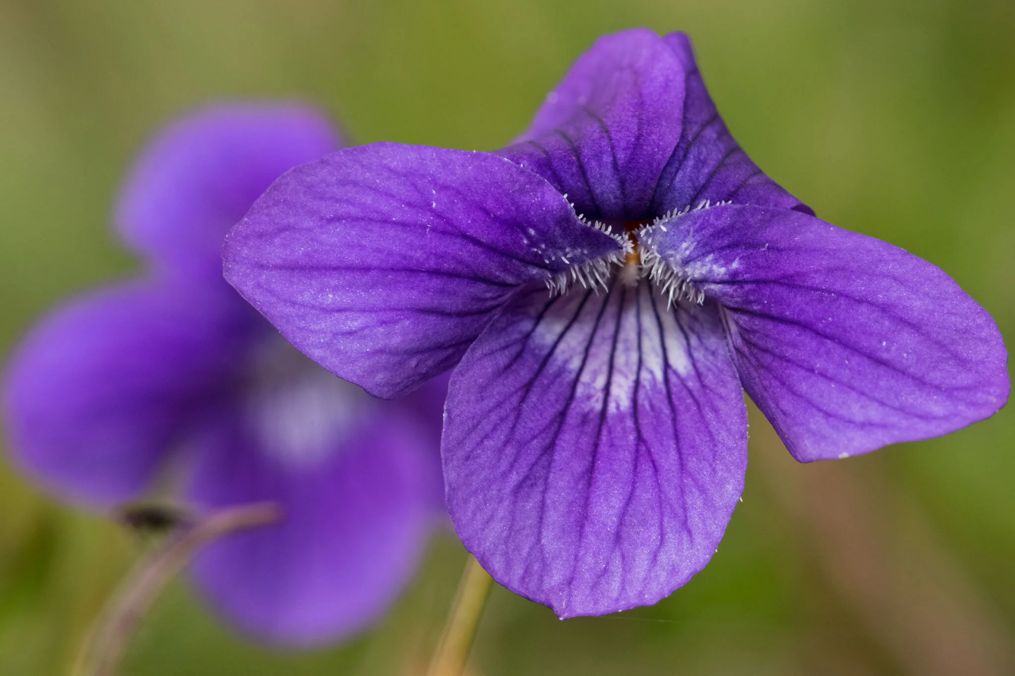Violet Utah Wild Violet Syrup — Edmonton & Area Land Trust