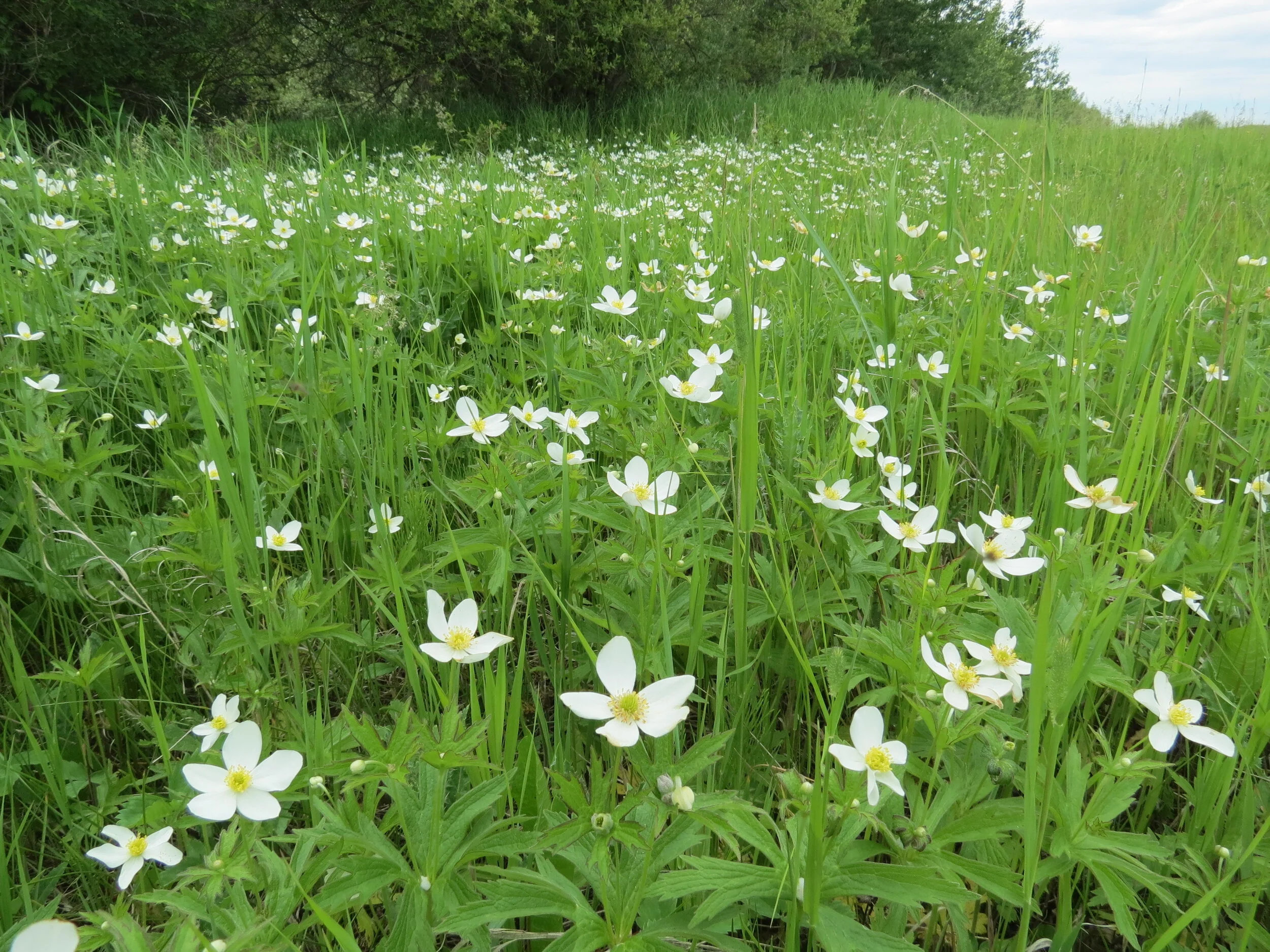 canada anemone - golden.JPG
