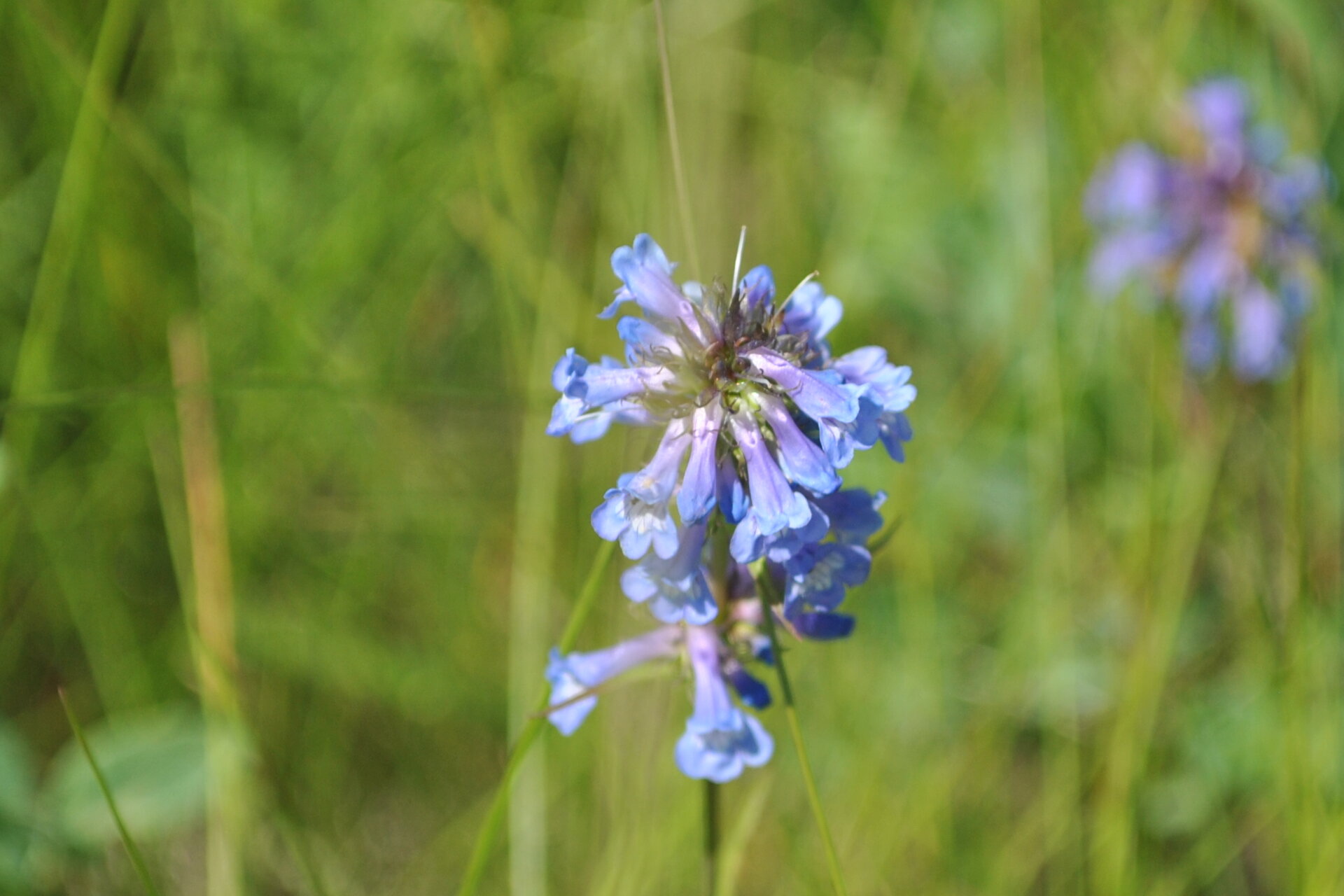 beardtongue - colleen raymond.JPG