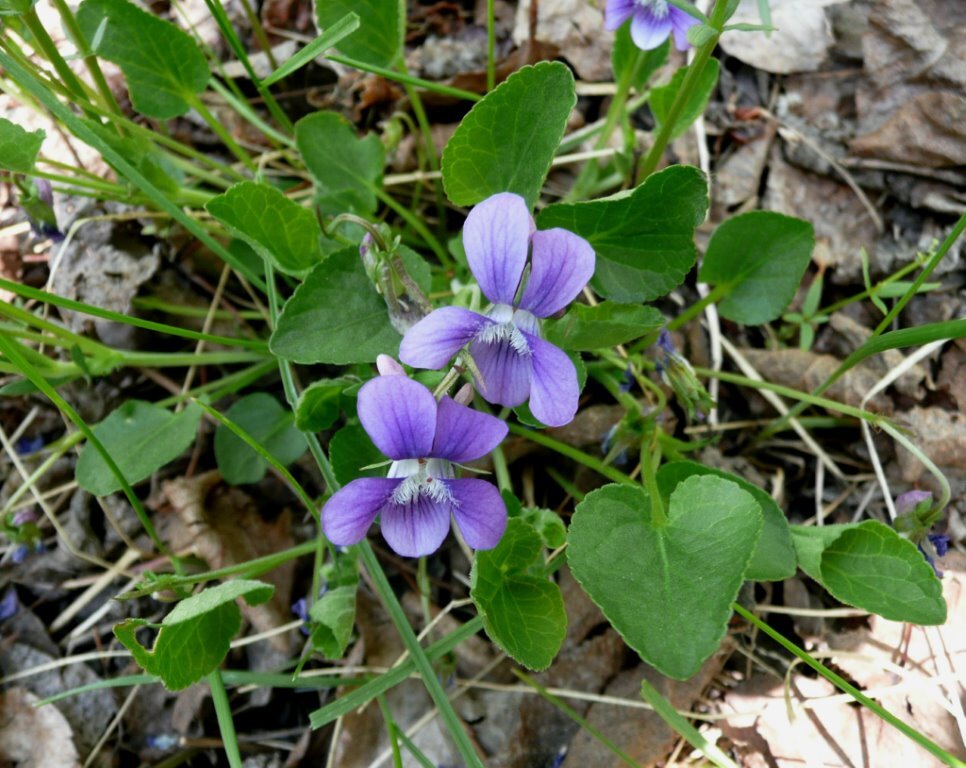 early blue violet - Marg Reine.jpg