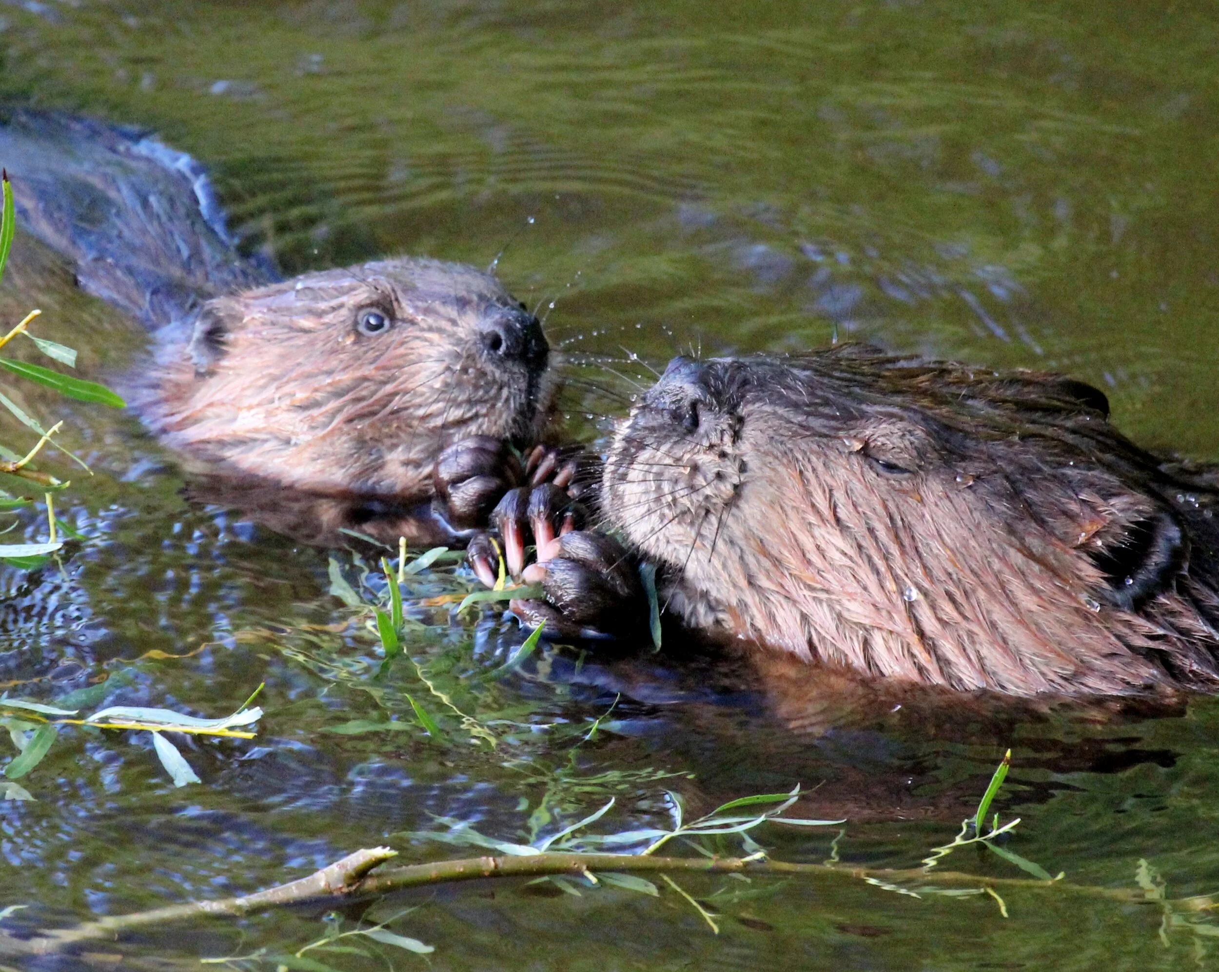 Science Spotlight: Beaver Ingenuity