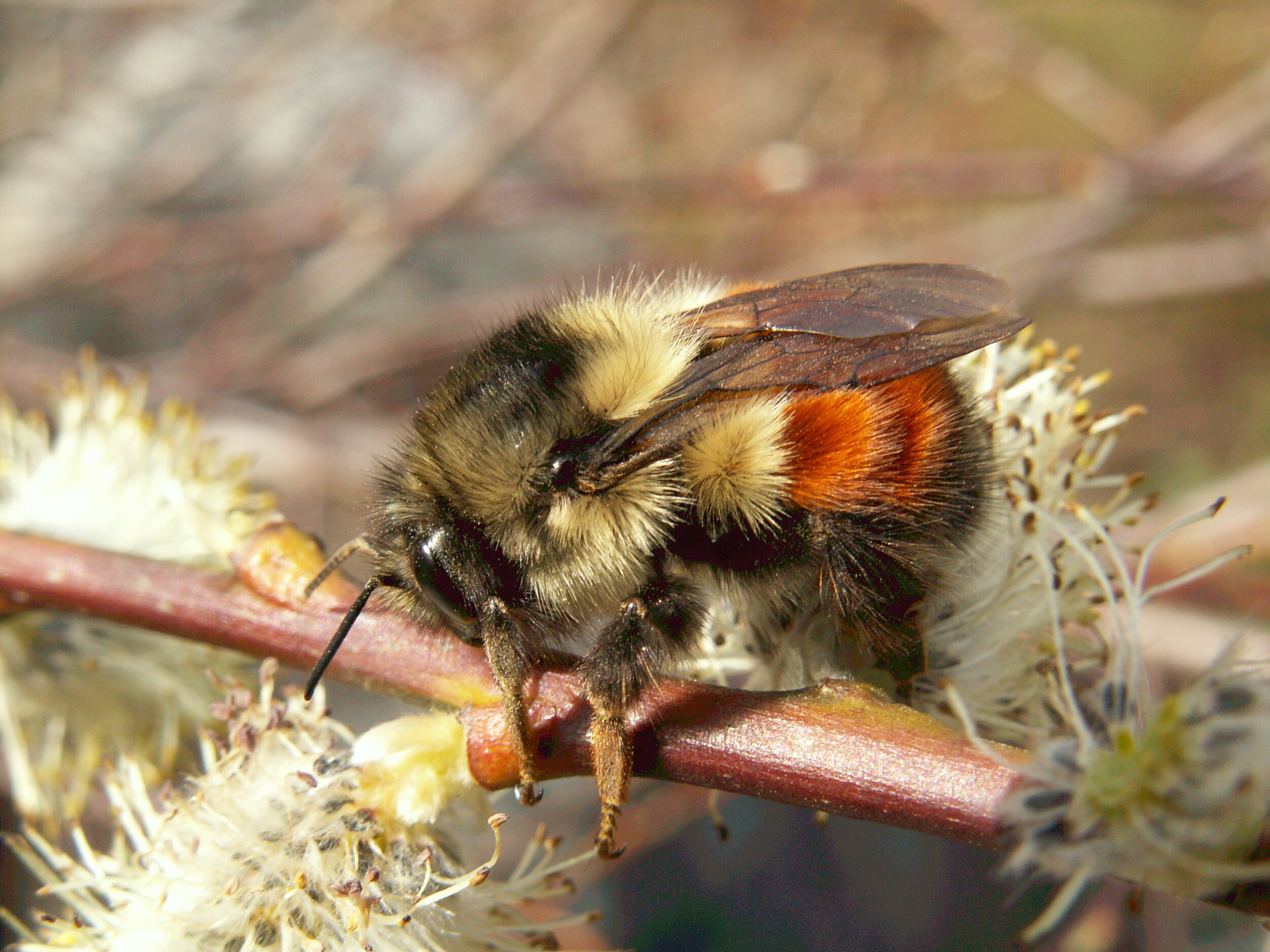 Bumblebee taken by Doris May