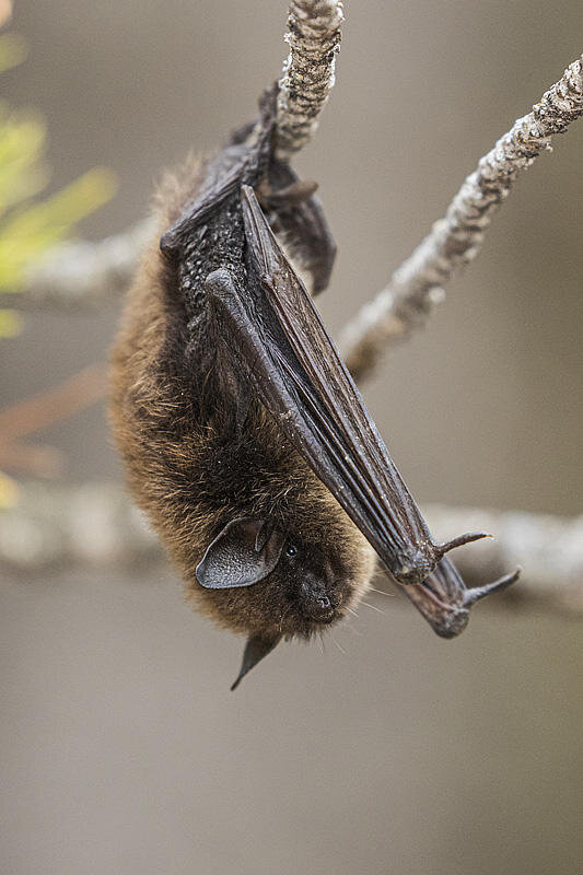 Bat taken by Gerald Romanchuk