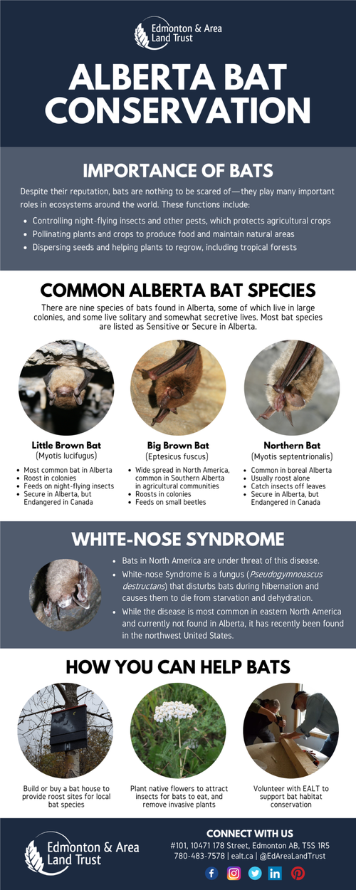 Bat Boxes — Edmonton & Area Land Trust