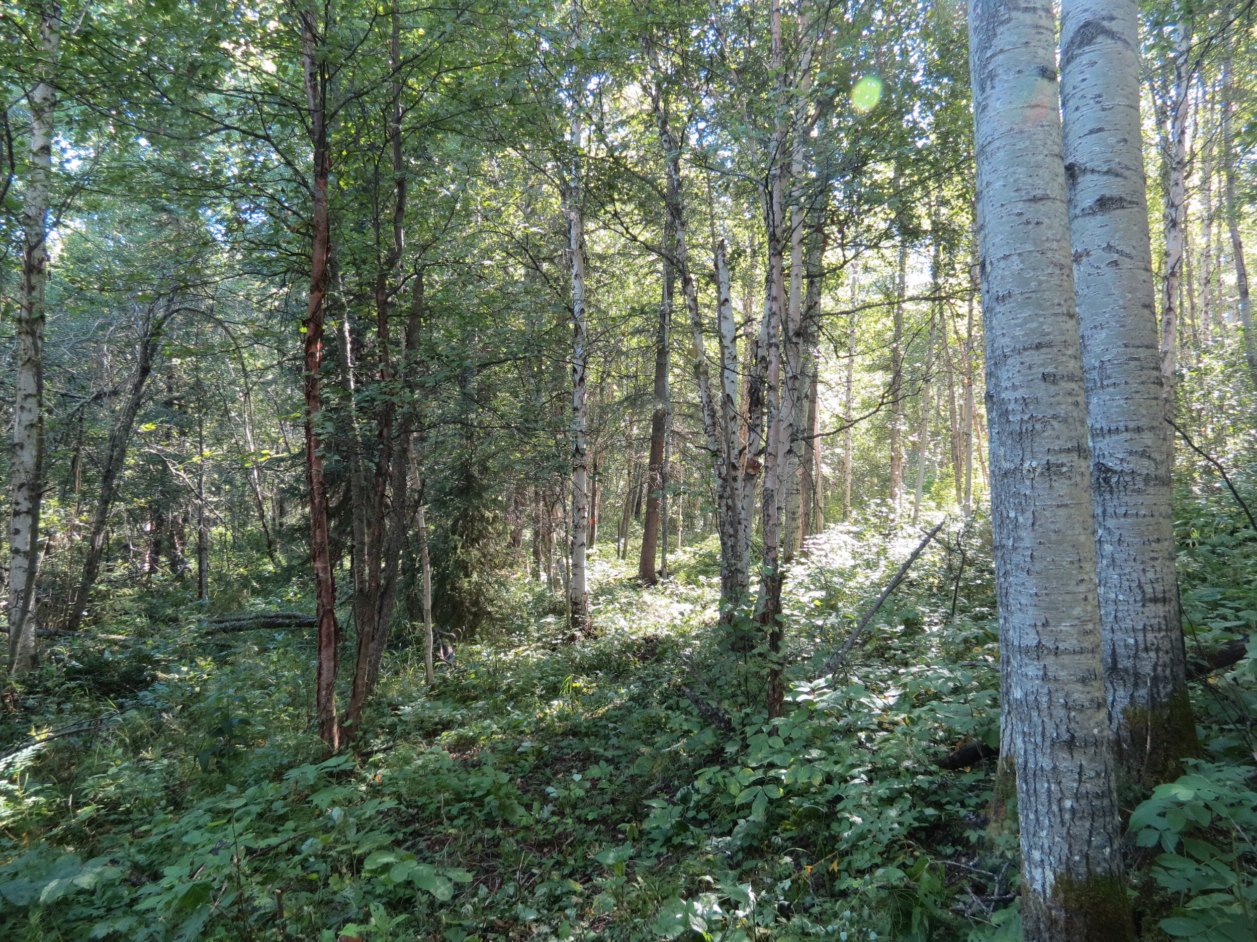 Carbyn forest - EALT.JPG