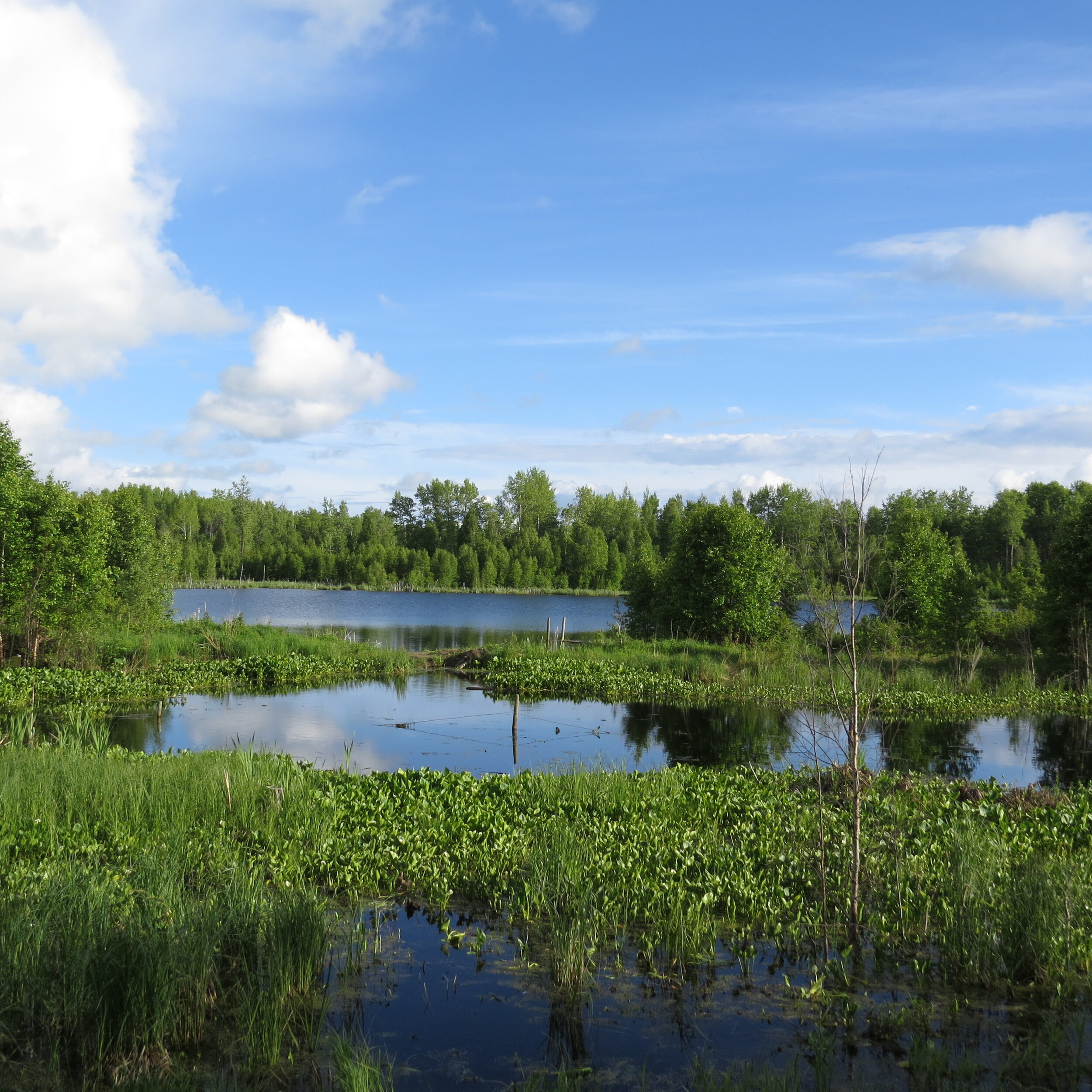 Carbyn wetland - EALT.JPG
