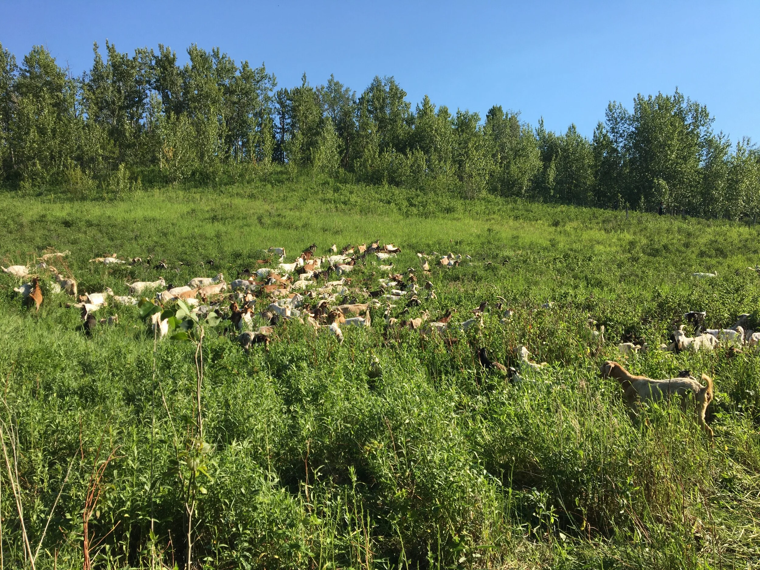 They're Baaaaack! — Edmonton & Area Land Trust