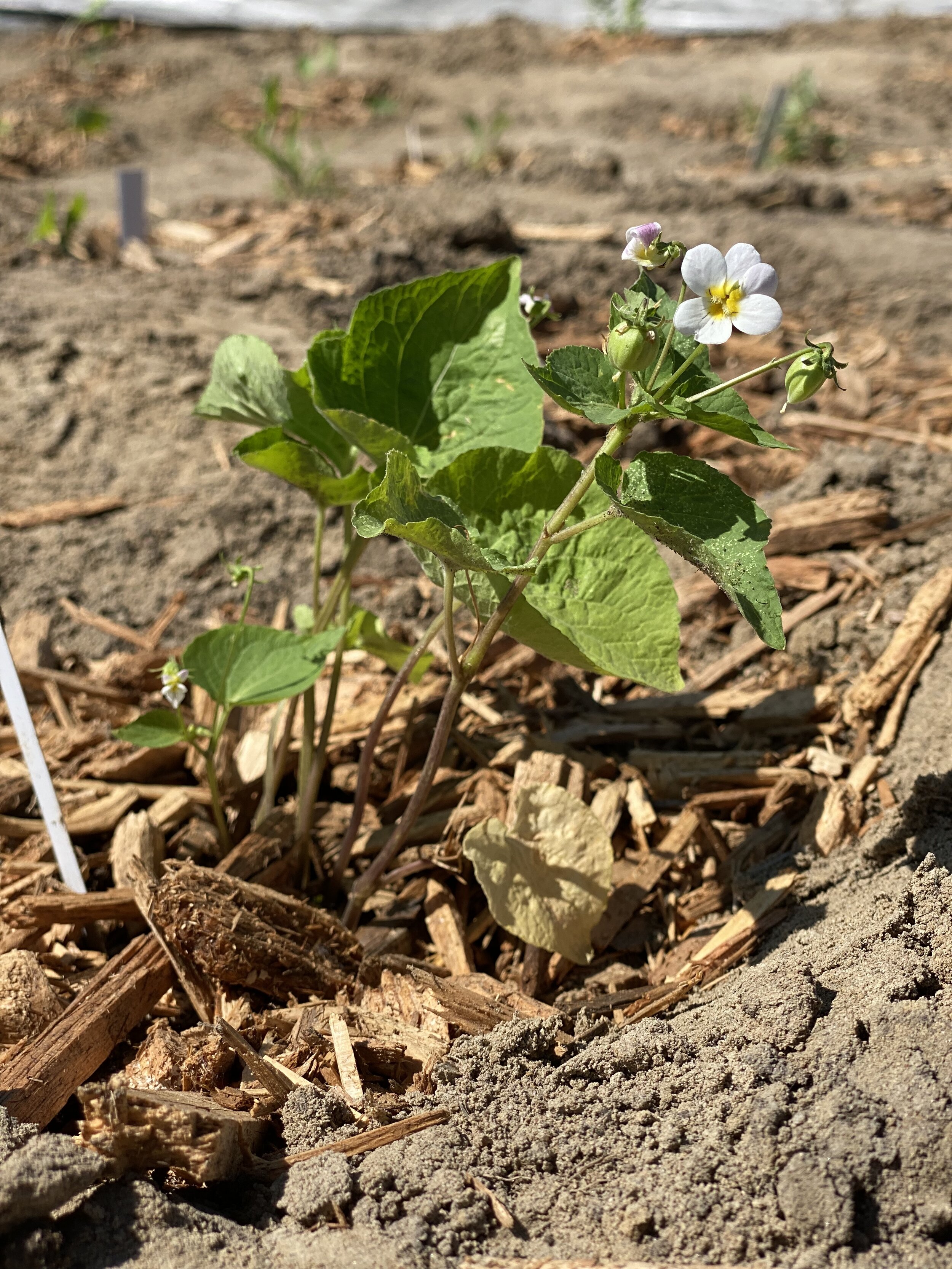 Pollinator Garden Planting_Smith_2021-06-16 (44).jpg