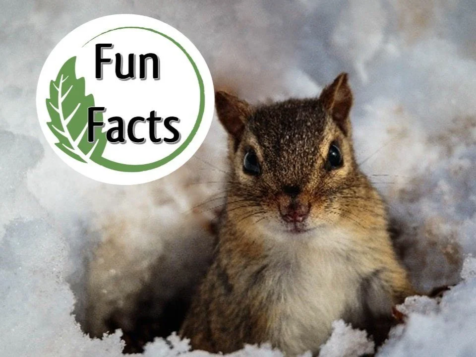 Fun Facts: Life Beneath the Snow