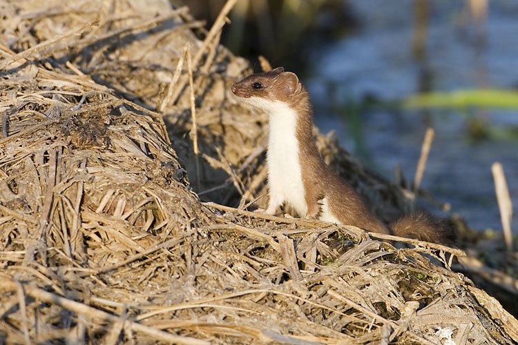 Short-tailed weasel – Gerald Romanchuk