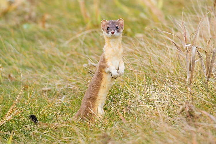 Long-tailed weasel – Gerald Romanchuk