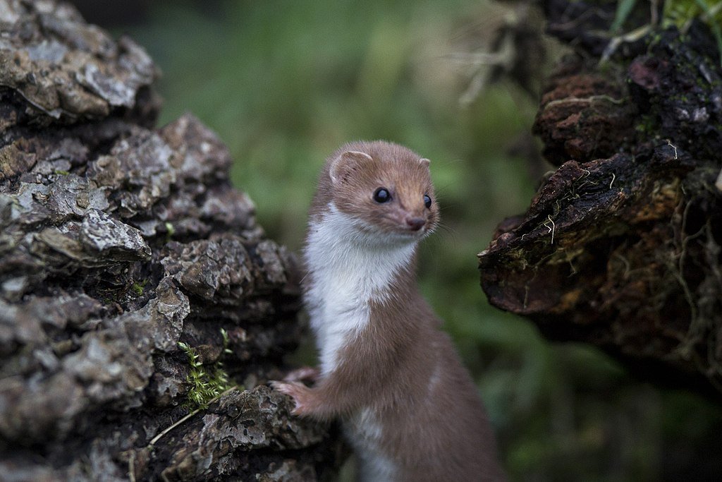 Least weasel - big-ashb via Wikimedia