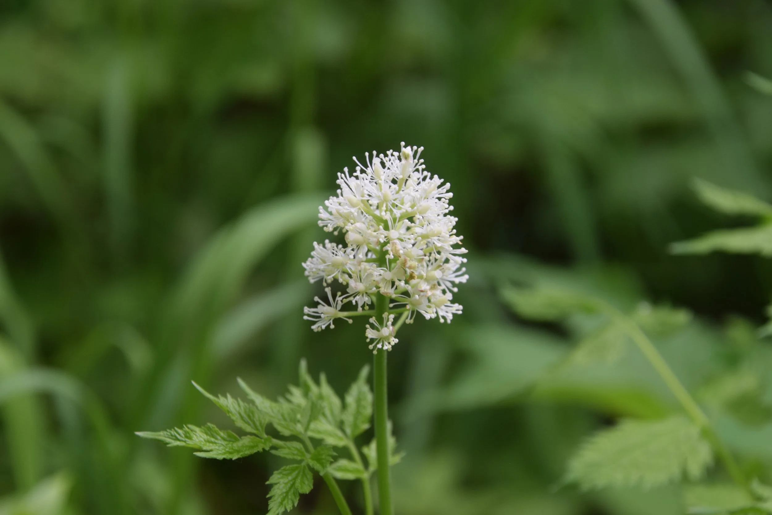 Baneberry_LCNS_EALT_2020-06-10 (1).JPG