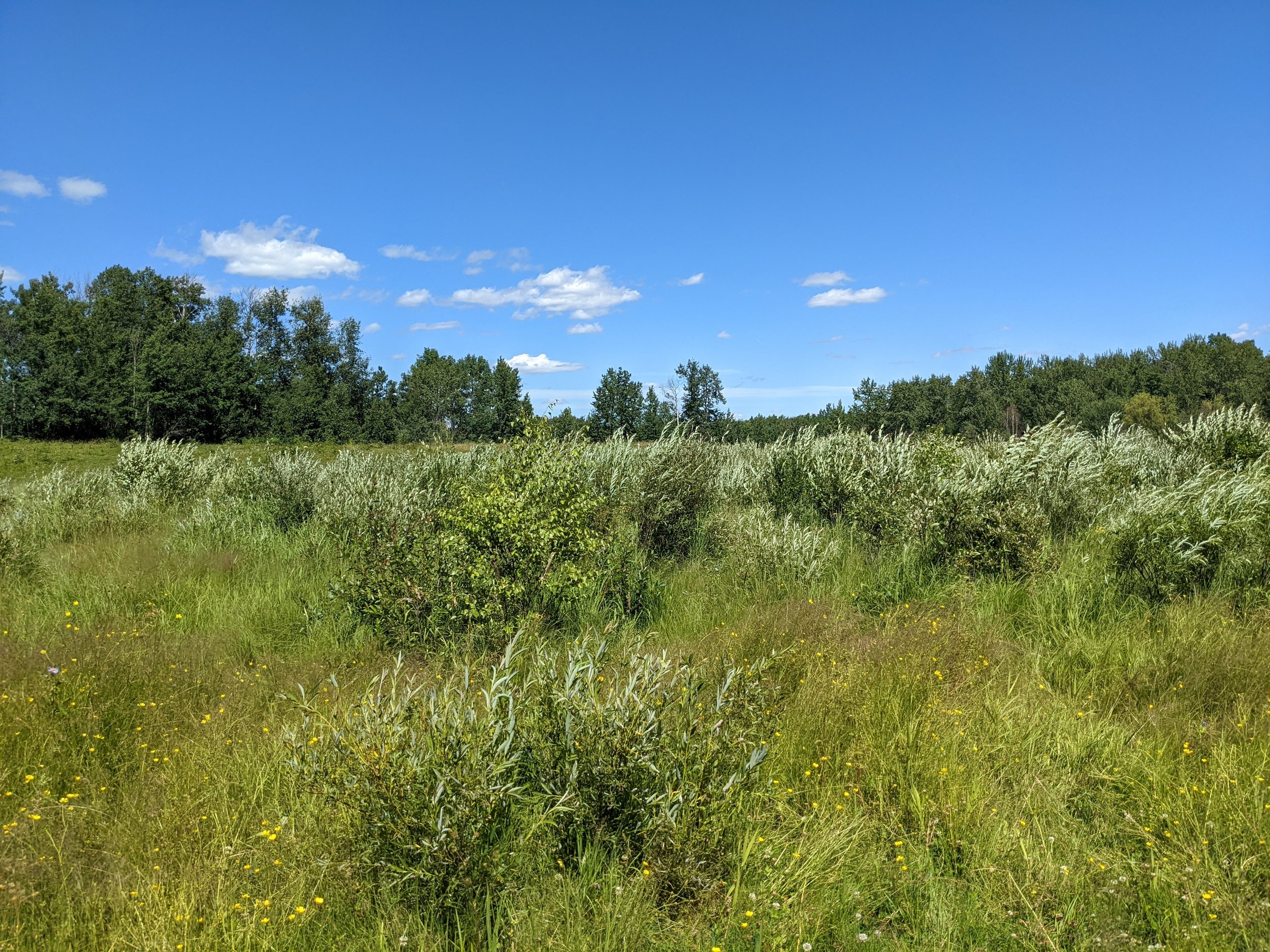 Wetland in Meadow_JBJ_EALT_2022-07-20.jpg