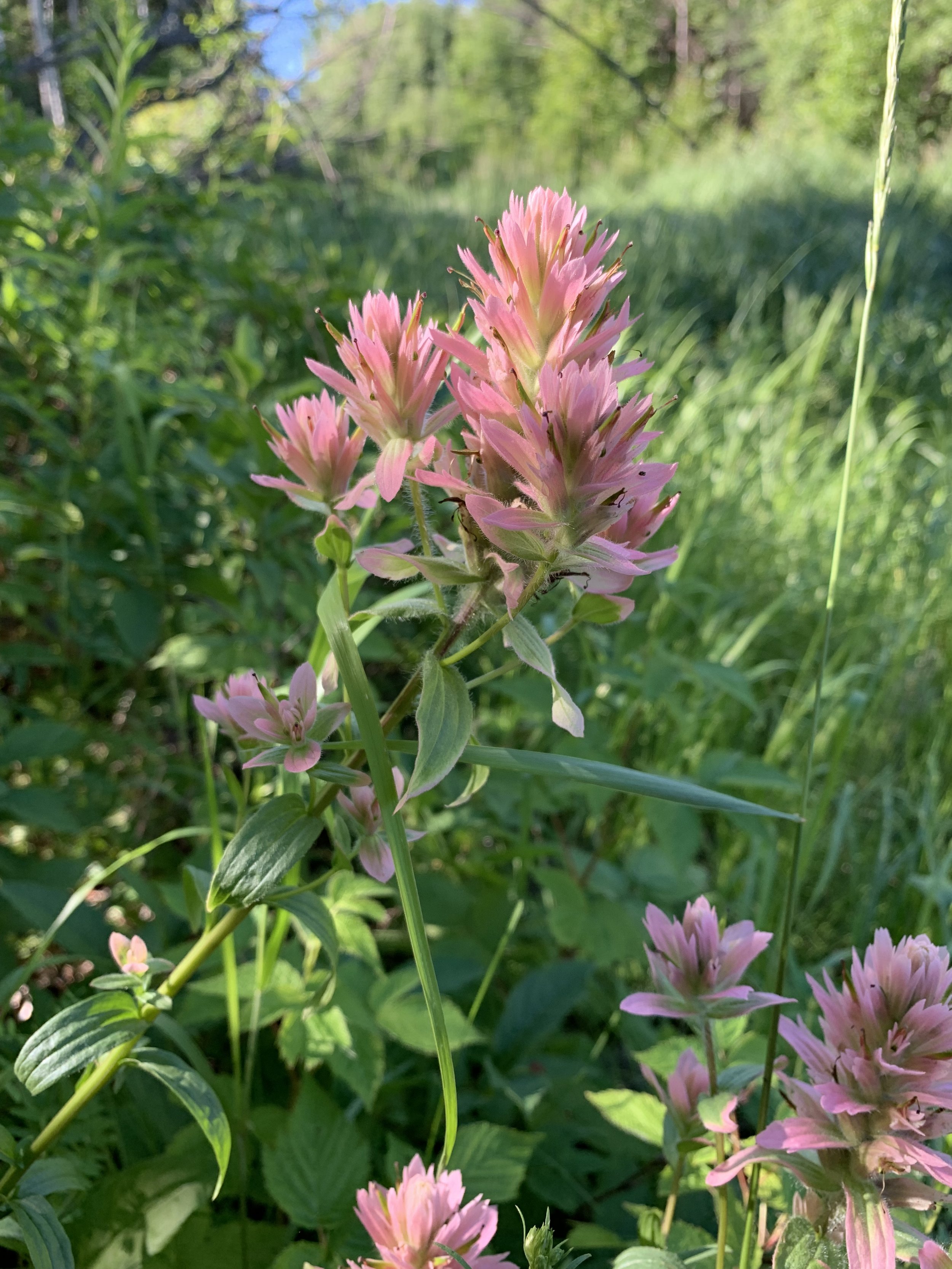 Paintbrush_JBJ_2022-07-20 10.05.16.jpg