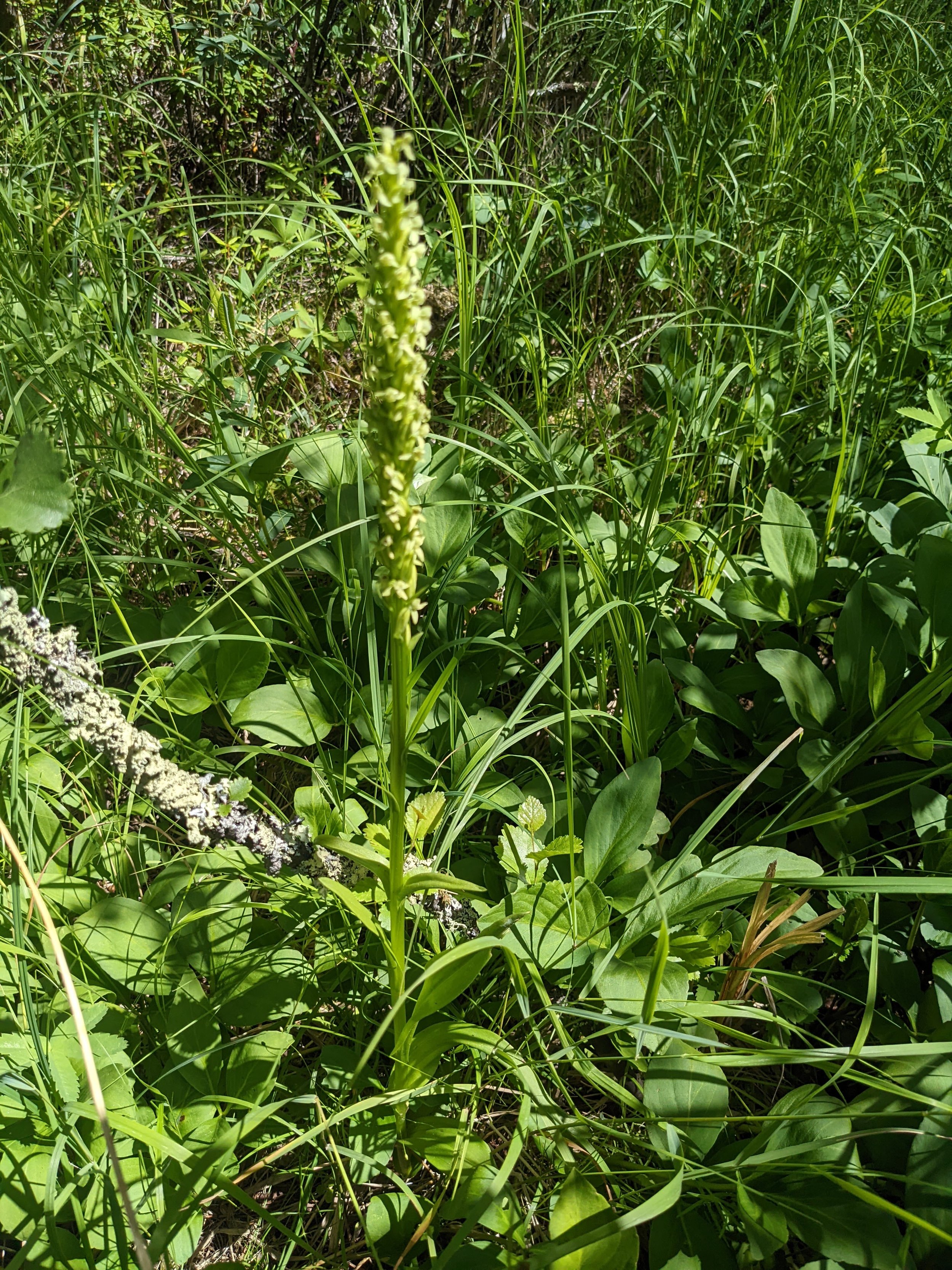 Northern Green Bog Orchid_JBJ_EALT_2022-07-20.jpg