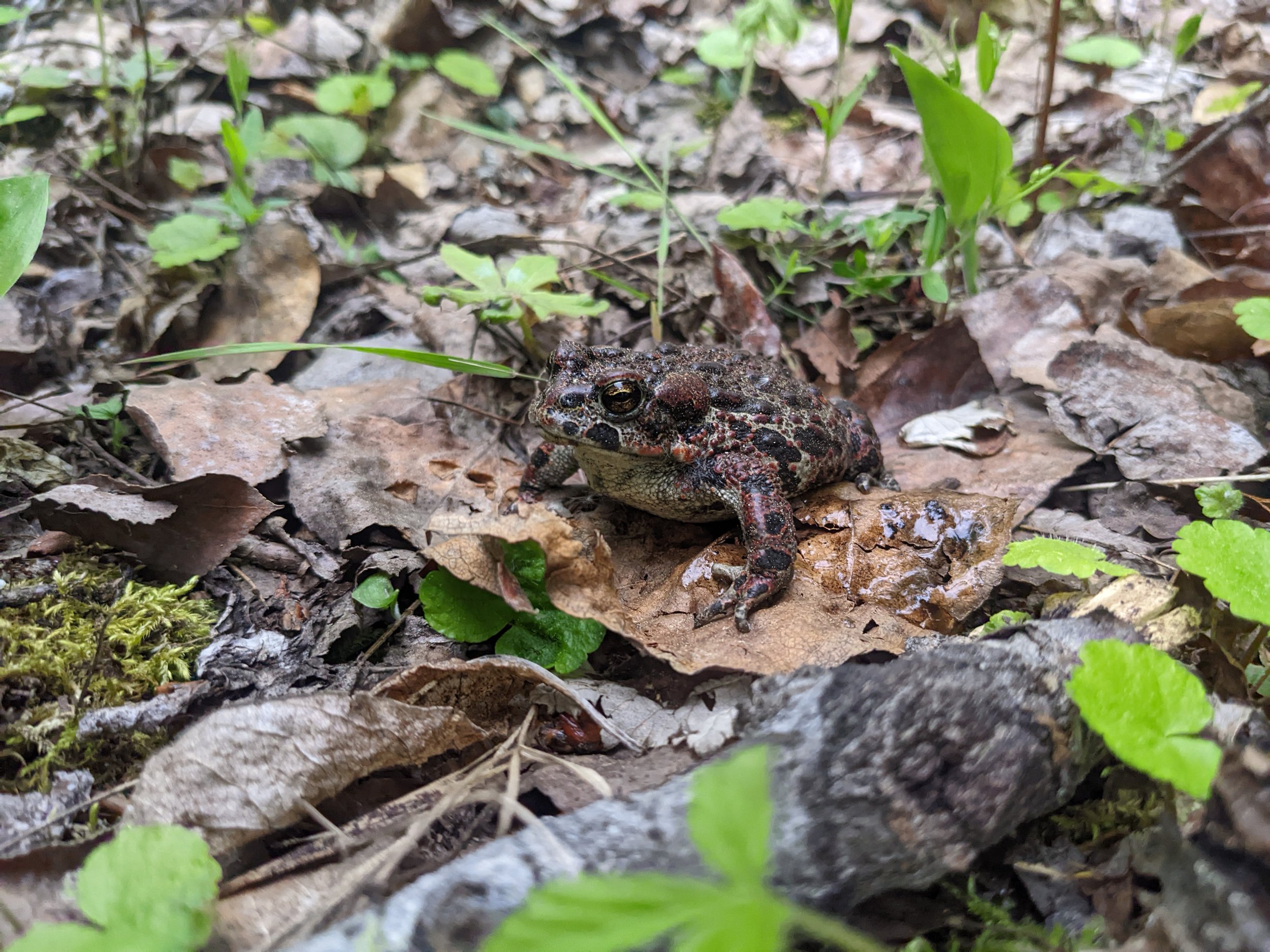 Boreal Toad_JBJ_EALT_2022-06-01 (1).jpg