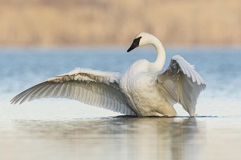 Trumpeter Swan